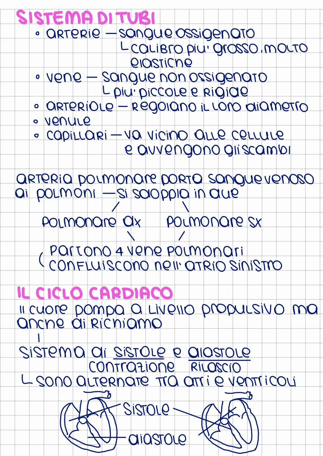 apparato
cardiocircolatorio
Ha la funzione di far muovere il sangue
in Tutto il corpo
↓
1. Trasporto Ossigeno
2. TROSPORTO sostanze nutritiv