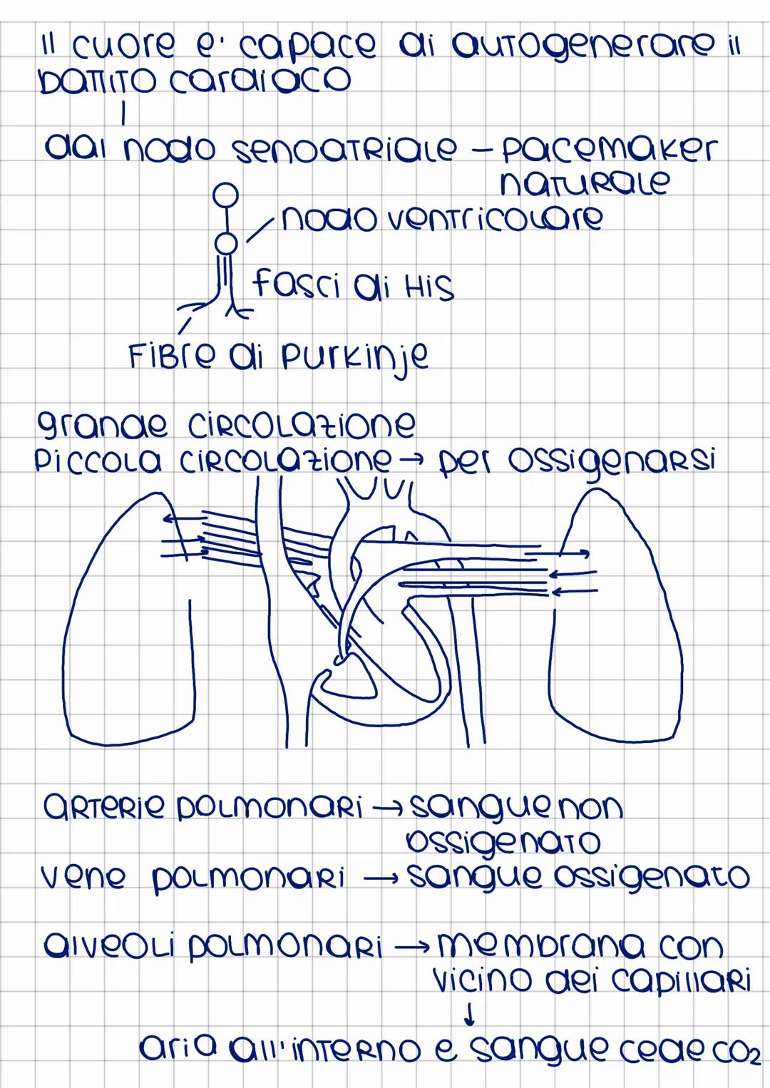 apparato
cardiocircolatorio
Ha la funzione di far muovere il sangue
in Tutto il corpo
↓
1. Trasporto Ossigeno
2. TROSPORTO sostanze nutritiv