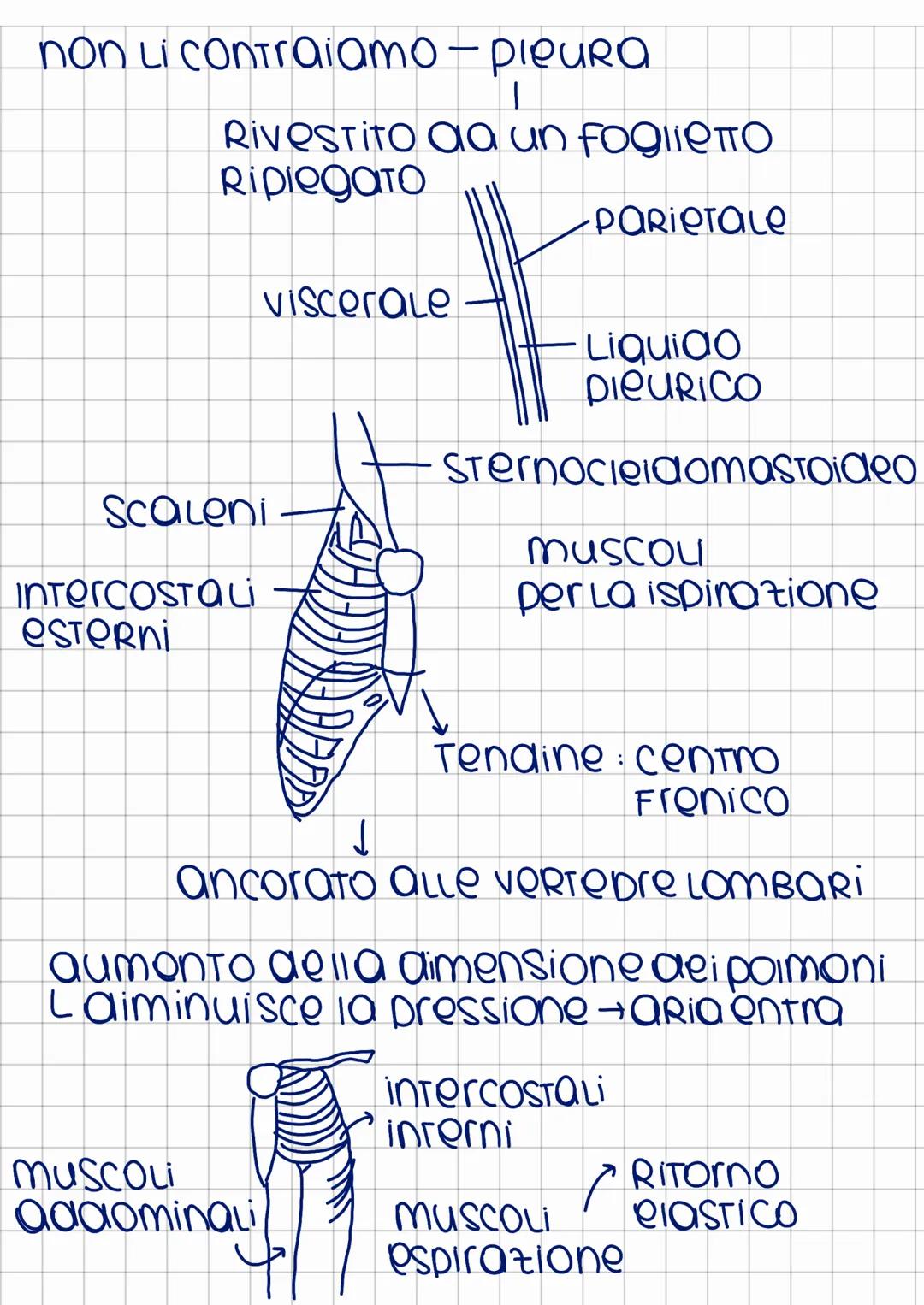 apparato
cardiocircolatorio
Ha la funzione di far muovere il sangue
in Tutto il corpo
↓
1. Trasporto Ossigeno
2. TROSPORTO sostanze nutritiv