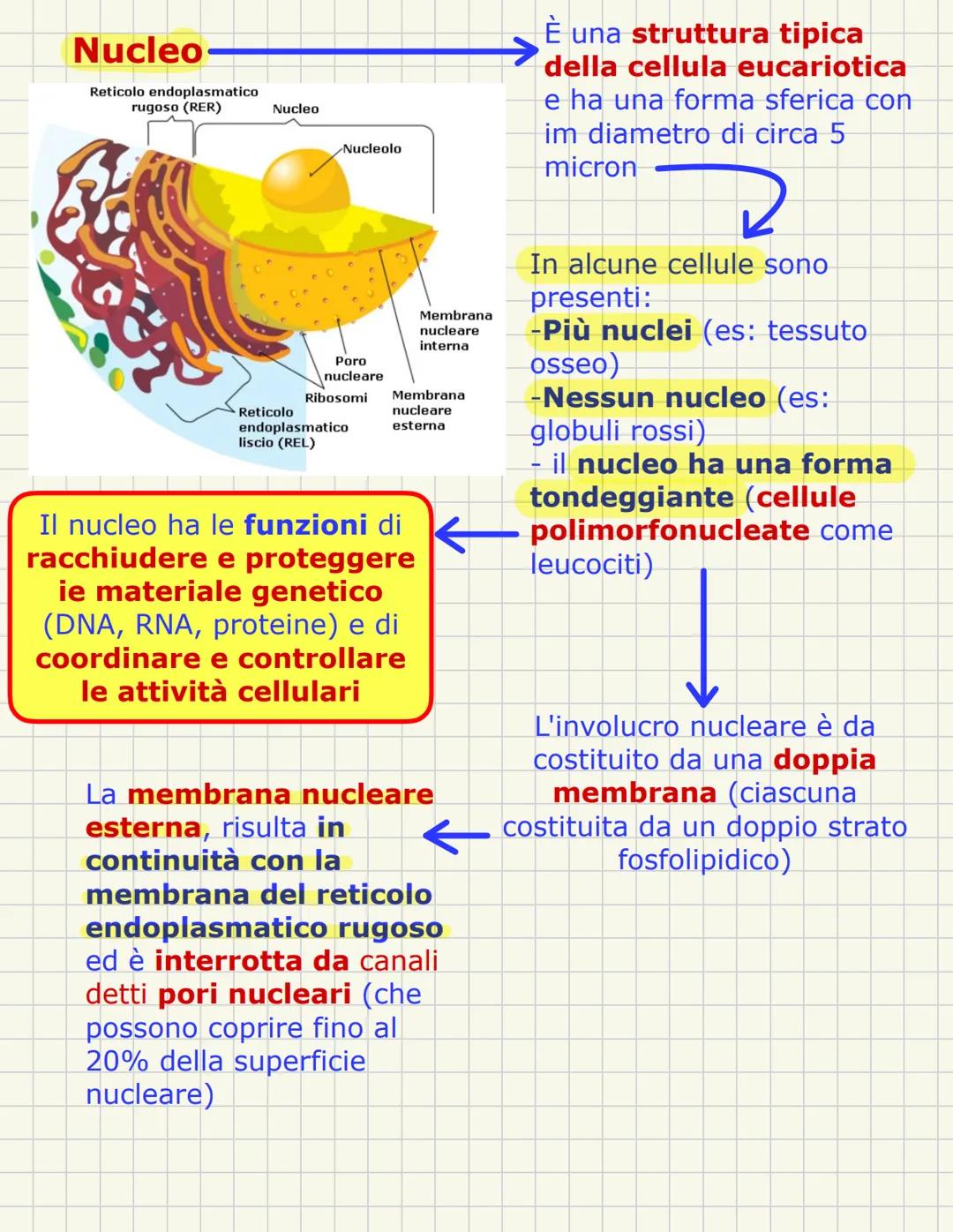 # Nucleo
È una struttura tipica della cellula eucariotica e ha una forma sferica con im diametro di circa 5 micron
In alcune cellule sono