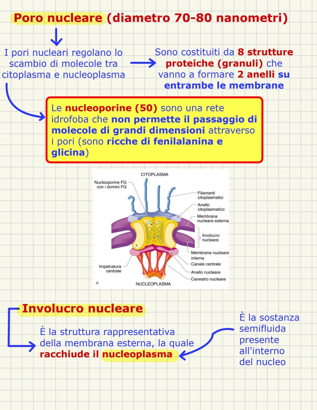 # Nucleo
È una struttura tipica della cellula eucariotica e ha una forma sferica con im diametro di circa 5 micron
In alcune cellule sono
