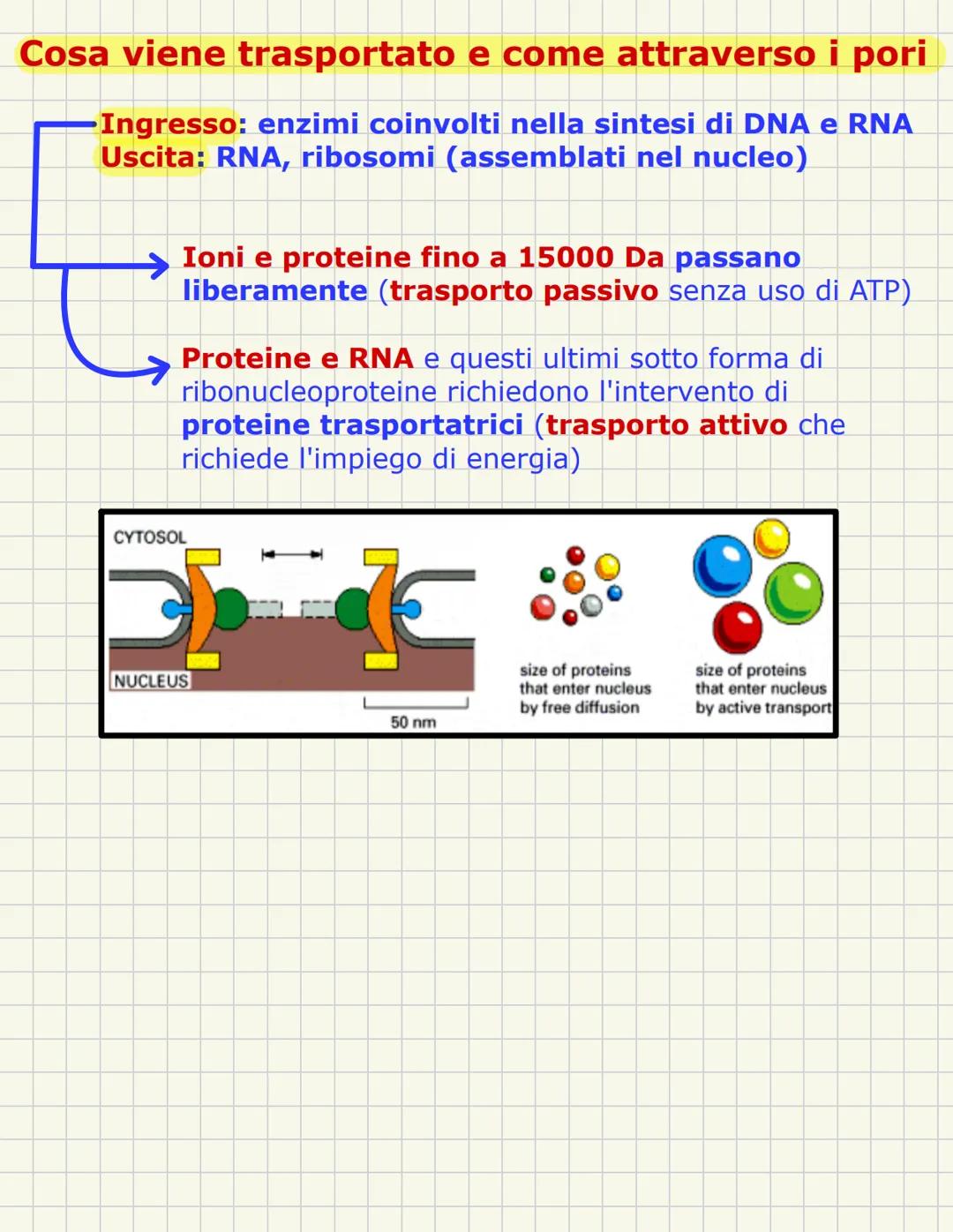 # Nucleo
È una struttura tipica della cellula eucariotica e ha una forma sferica con im diametro di circa 5 micron
In alcune cellule sono