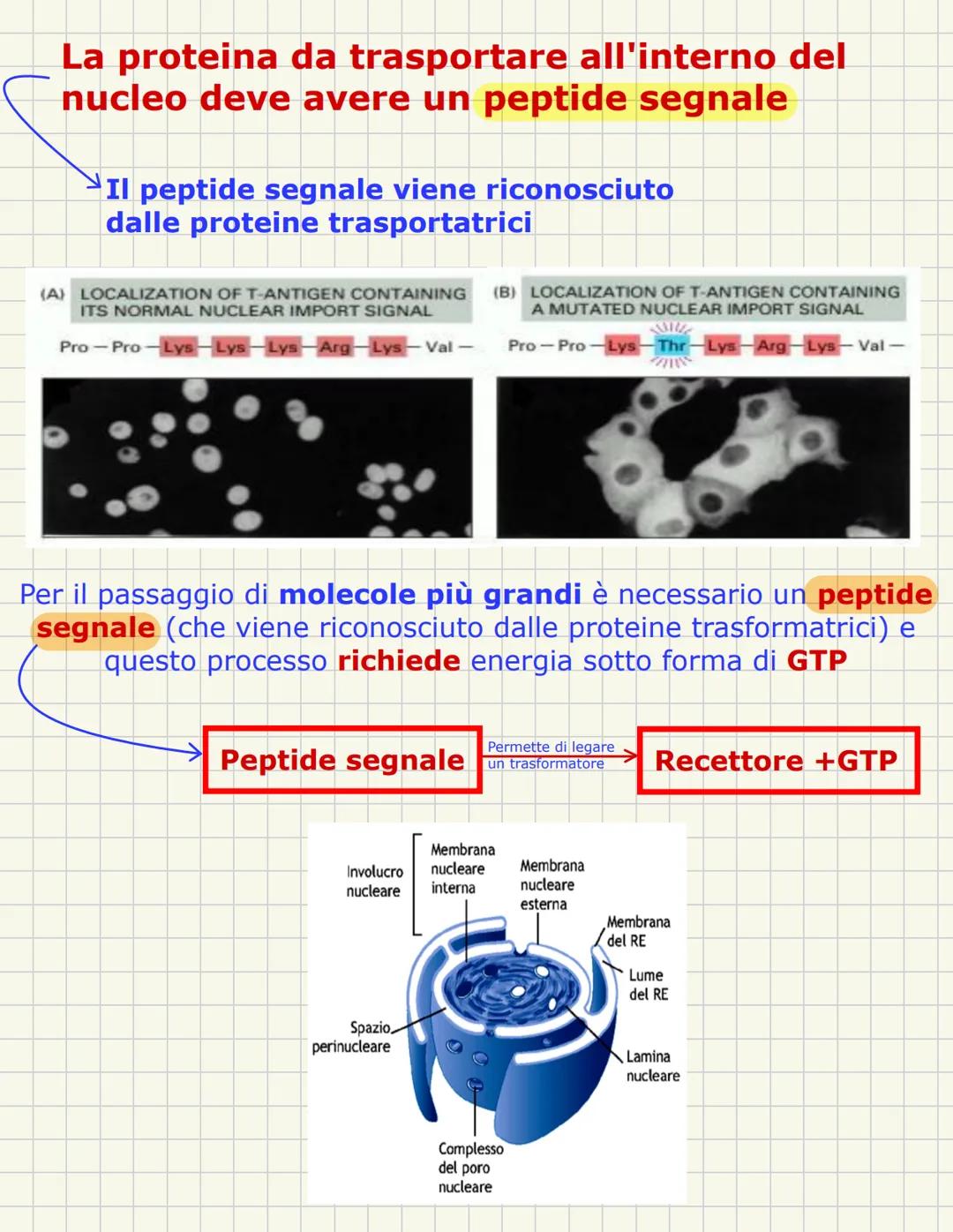 # Nucleo
È una struttura tipica della cellula eucariotica e ha una forma sferica con im diametro di circa 5 micron
In alcune cellule sono