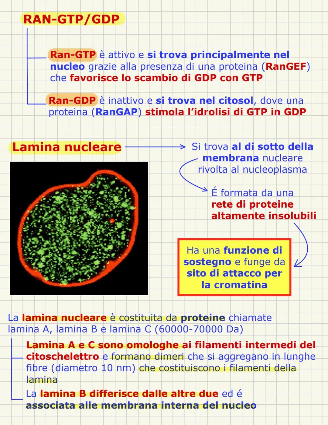 # Nucleo
È una struttura tipica della cellula eucariotica e ha una forma sferica con im diametro di circa 5 micron
In alcune cellule sono