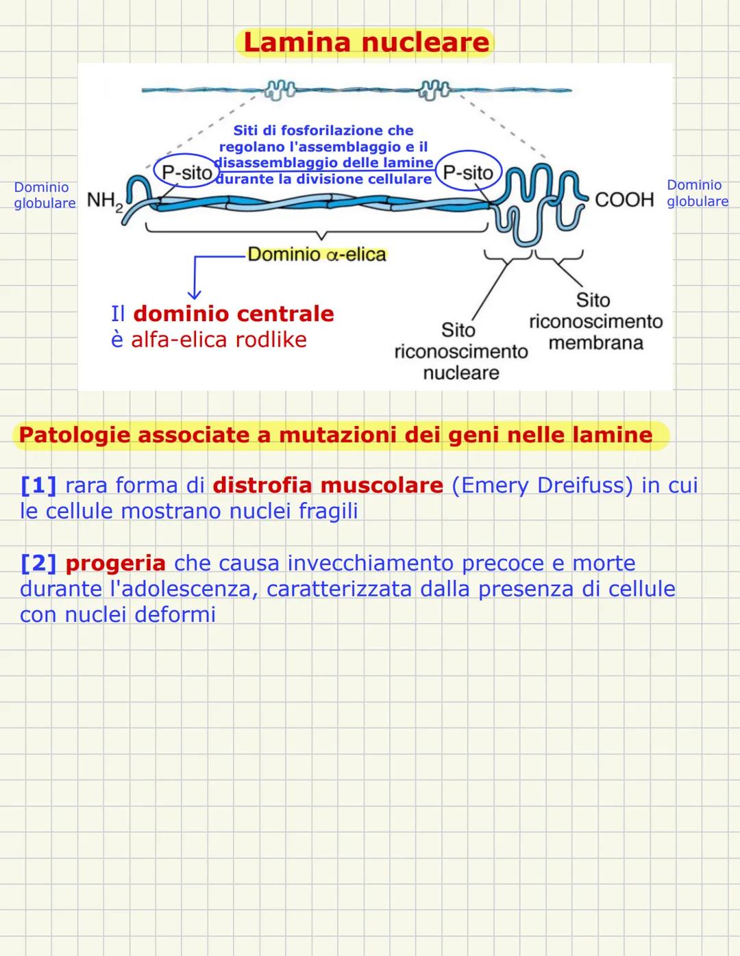 # Nucleo
È una struttura tipica della cellula eucariotica e ha una forma sferica con im diametro di circa 5 micron
In alcune cellule sono