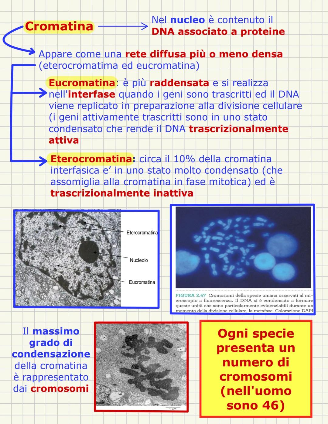 # Nucleo
È una struttura tipica della cellula eucariotica e ha una forma sferica con im diametro di circa 5 micron
In alcune cellule sono