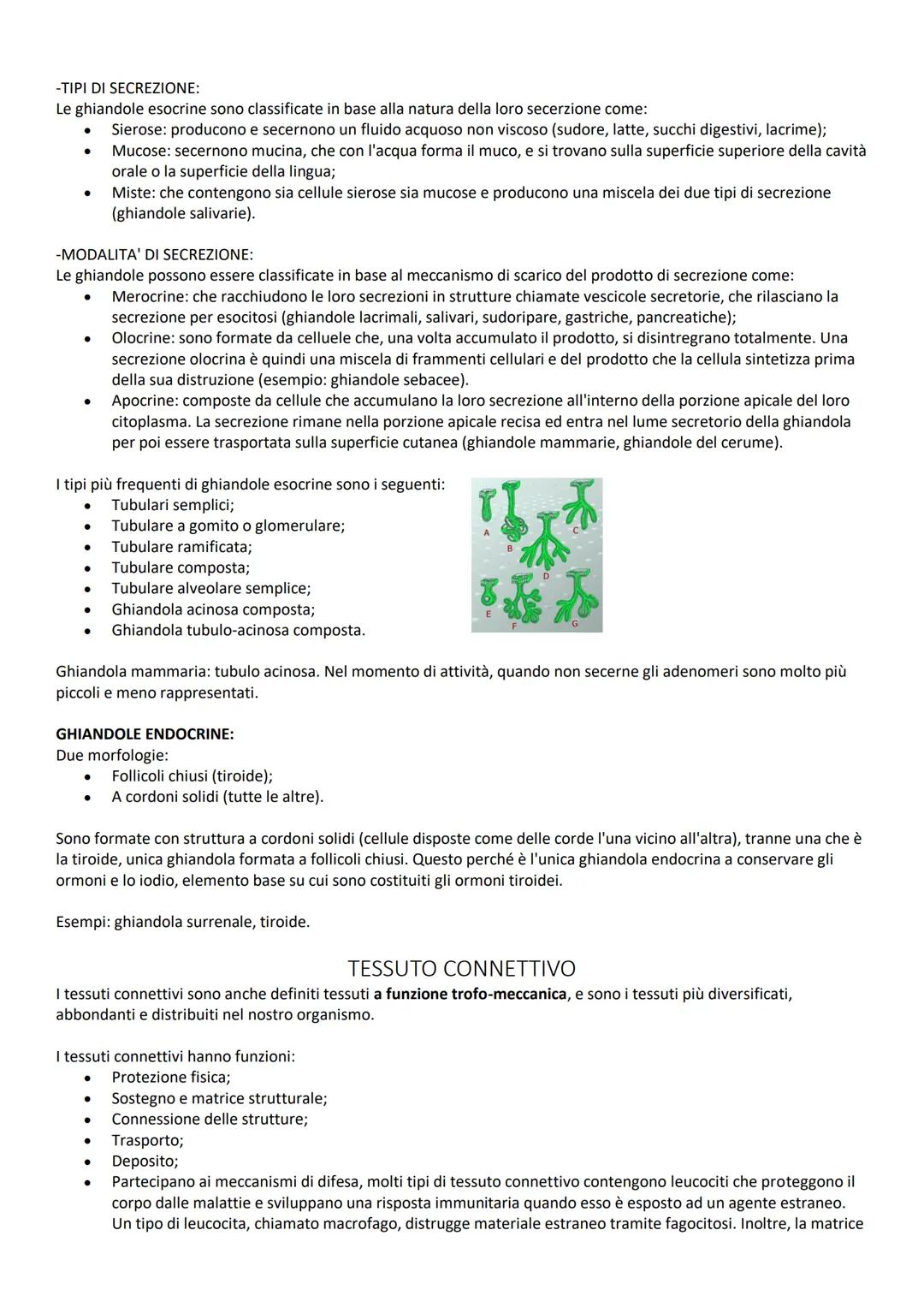 # INTRODUZIONE GENERALE
# TERMINI DI POSIZIONE:
Le descrizioni di tutte le regioni o parti del corpo umano richiedono un punto di riferimen