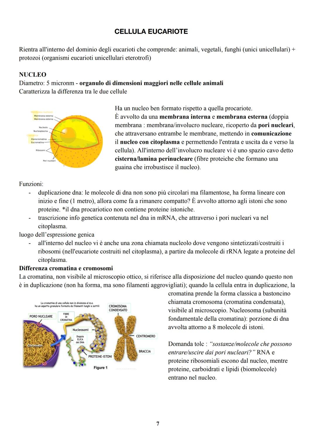 # VITAMINE
Il termine vitamina fu coniato da "Funk"
Appartengono alla classe dei micronutrienti che vanno assunte nell'ordine dei milligram