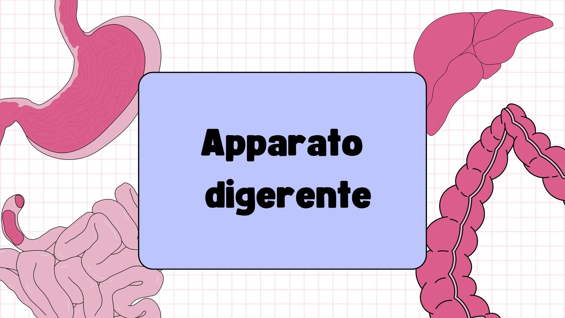 # Apparato digerente ## L'APPARATO DIGERENTE
L'apparato digerente è un sistema di organi che
trasforma il cibo in sostanze nutritive.
Sono