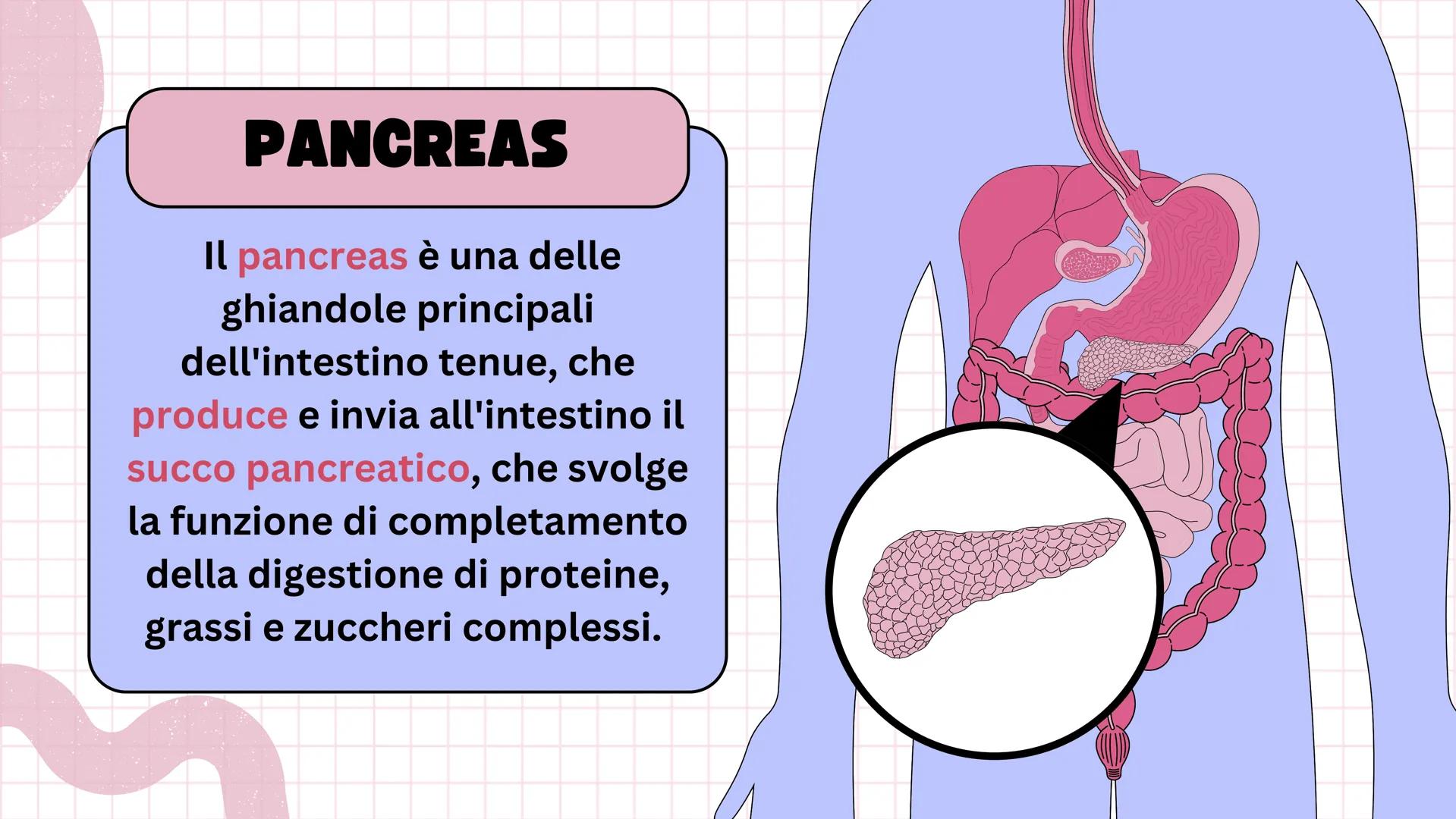 # Apparato digerente ## L'APPARATO DIGERENTE
L'apparato digerente è un sistema di organi che
trasforma il cibo in sostanze nutritive.
Sono