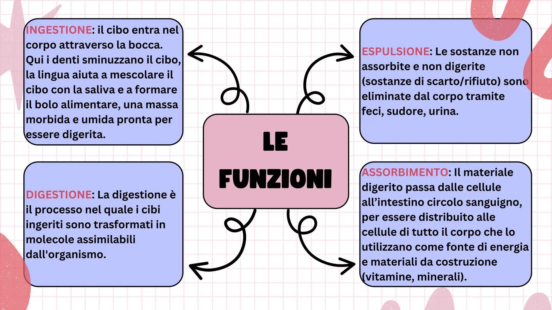 # Apparato digerente ## L'APPARATO DIGERENTE
L'apparato digerente è un sistema di organi che
trasforma il cibo in sostanze nutritive.
Sono