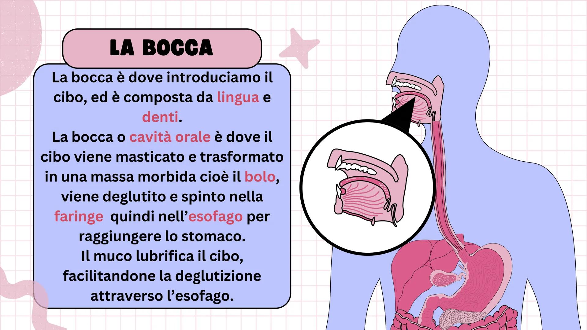 # Apparato digerente ## L'APPARATO DIGERENTE
L'apparato digerente è un sistema di organi che
trasforma il cibo in sostanze nutritive.
Sono