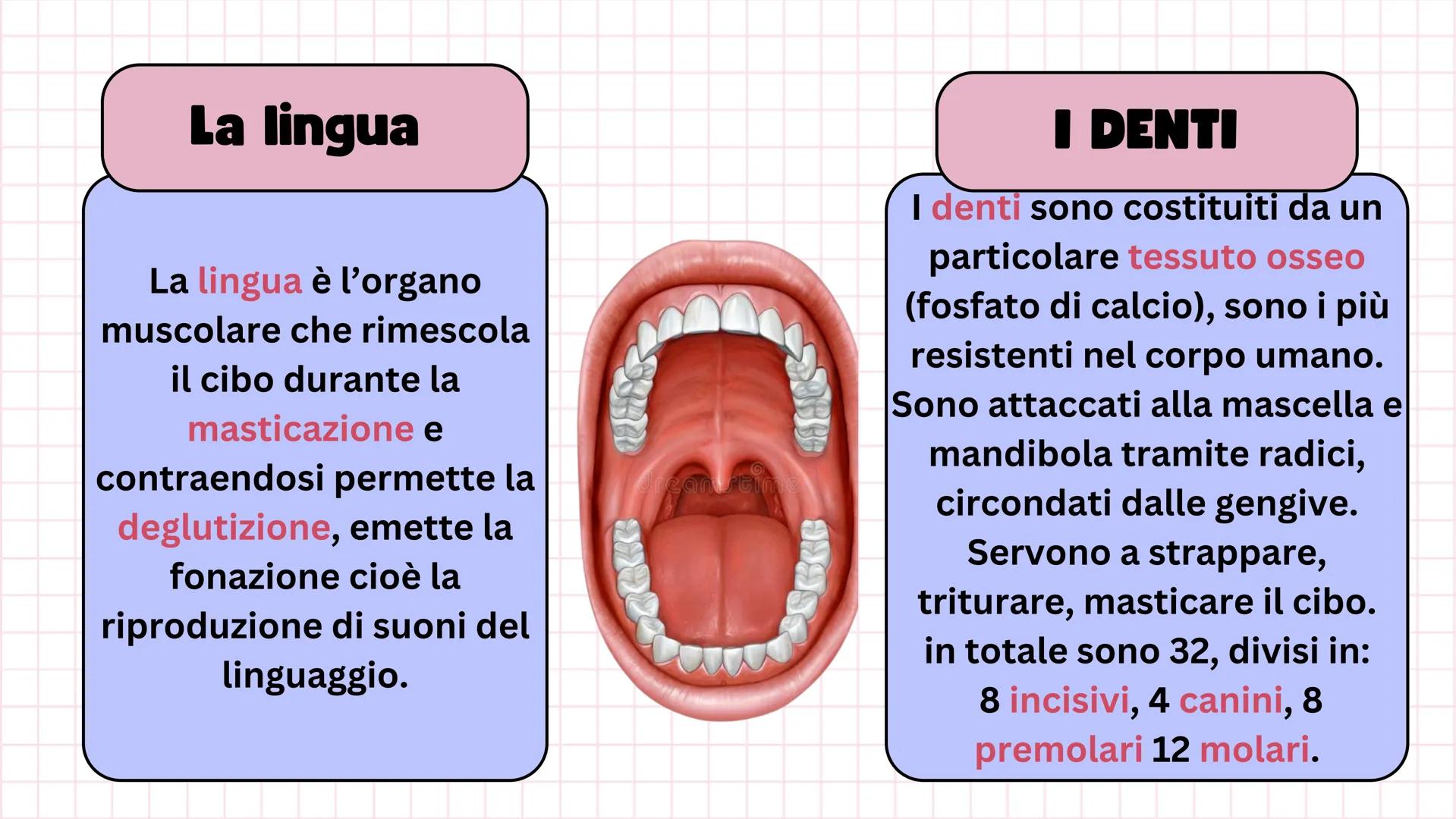 # Apparato digerente ## L'APPARATO DIGERENTE
L'apparato digerente è un sistema di organi che
trasforma il cibo in sostanze nutritive.
Sono