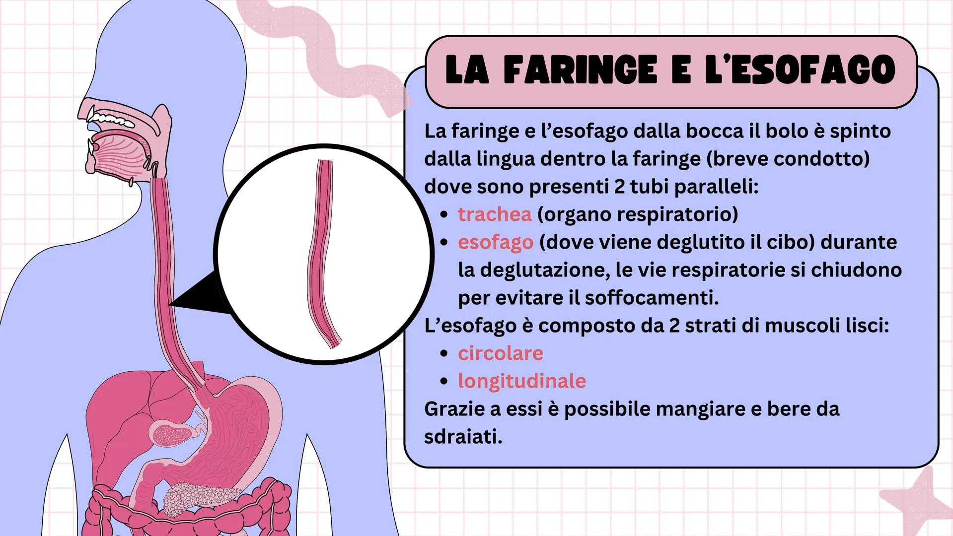 # Apparato digerente ## L'APPARATO DIGERENTE
L'apparato digerente è un sistema di organi che
trasforma il cibo in sostanze nutritive.
Sono