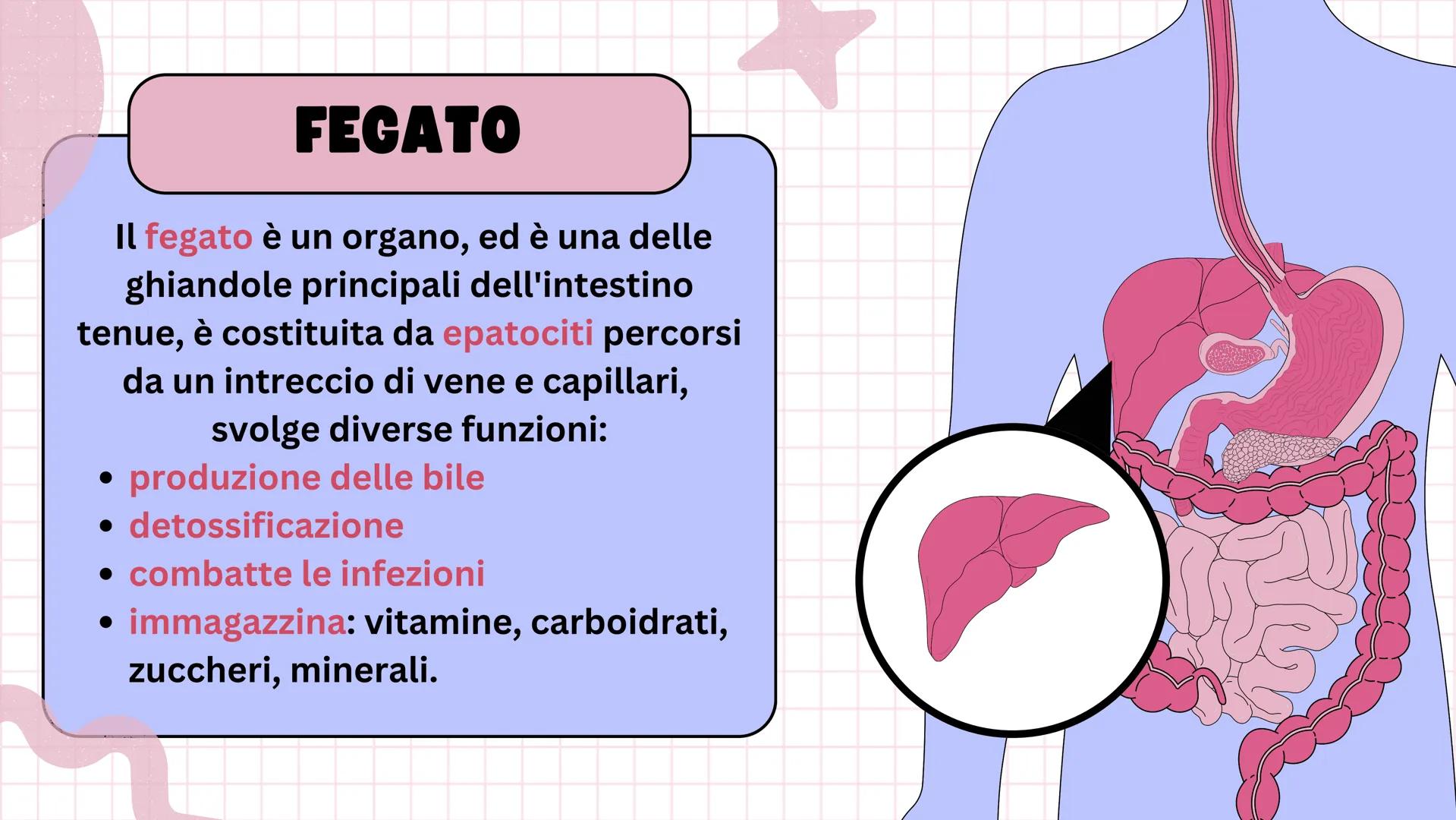 # Apparato digerente ## L'APPARATO DIGERENTE
L'apparato digerente è un sistema di organi che
trasforma il cibo in sostanze nutritive.
Sono