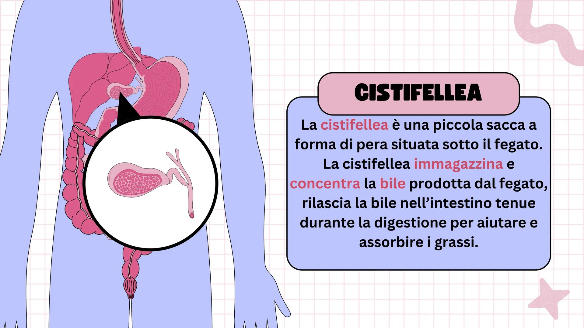 # Apparato digerente ## L'APPARATO DIGERENTE
L'apparato digerente è un sistema di organi che
trasforma il cibo in sostanze nutritive.
Sono