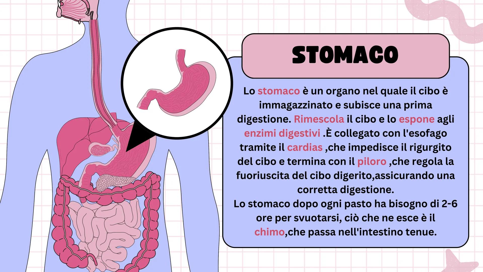 # Apparato digerente ## L'APPARATO DIGERENTE
L'apparato digerente è un sistema di organi che
trasforma il cibo in sostanze nutritive.
Sono