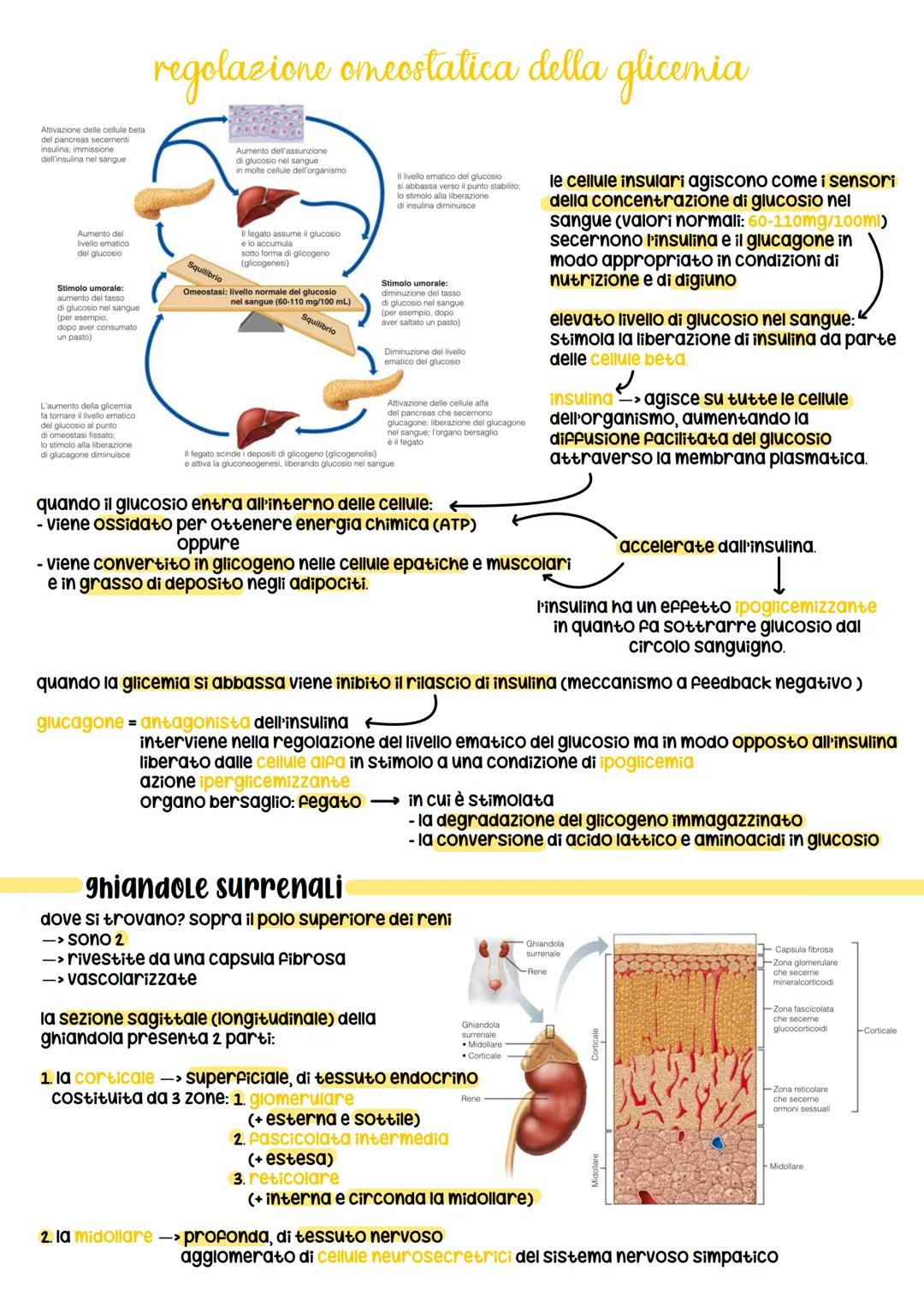 sistema endocrino
funz:
1. è in sinergia con il sistema nervoso
2. coordina e dirtige le attività cellulari
sistema nervoso
rilascia i neuro
