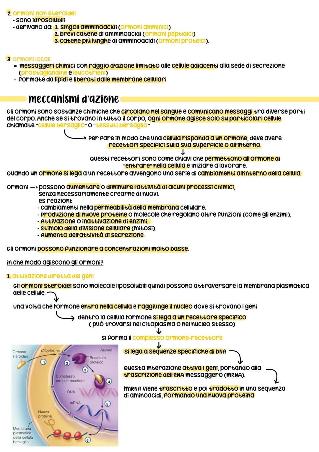 sistema endocrino
funz:
1. è in sinergia con il sistema nervoso
2. coordina e dirtige le attività cellulari
sistema nervoso
rilascia i neuro