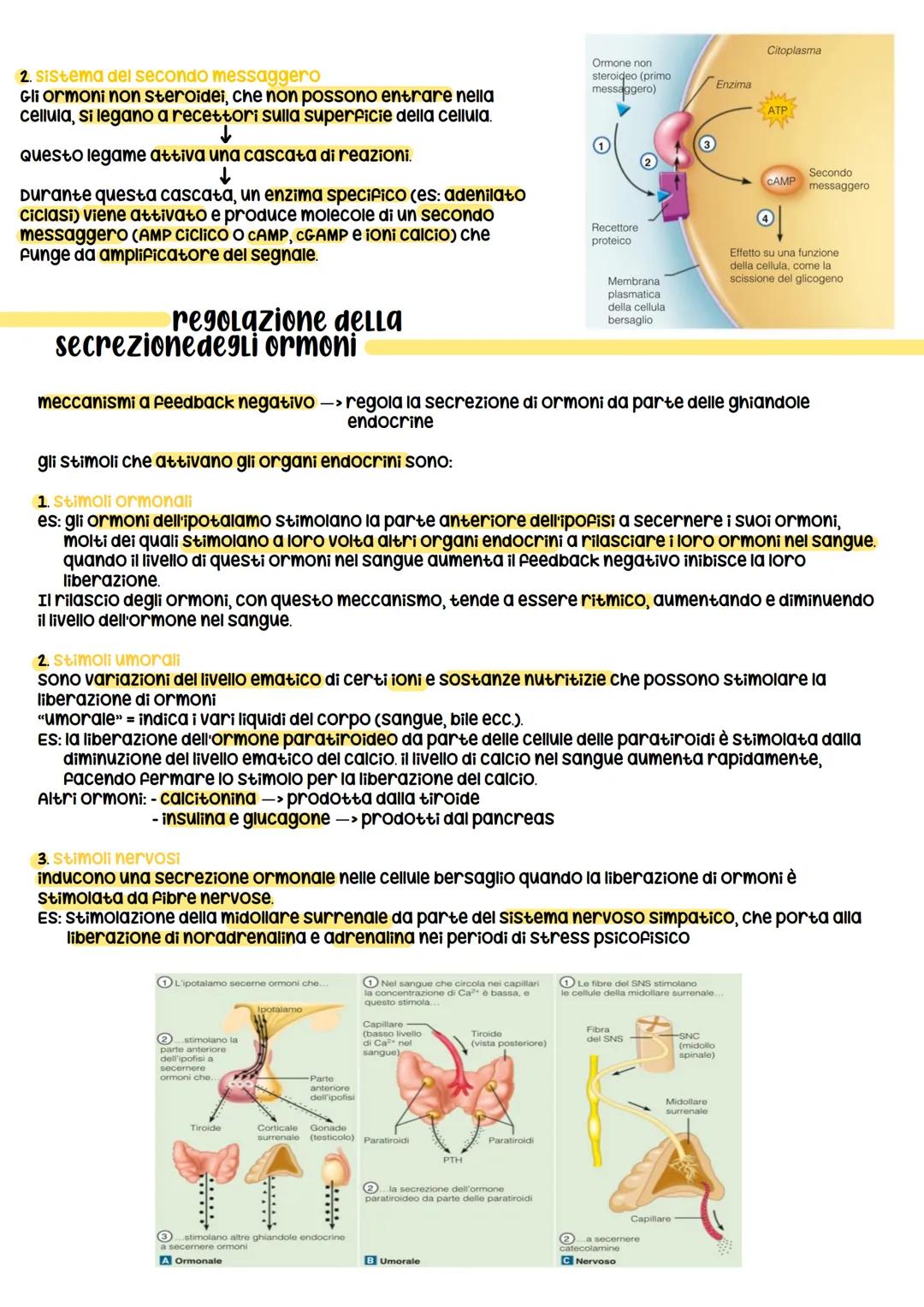 sistema endocrino
funz:
1. è in sinergia con il sistema nervoso
2. coordina e dirtige le attività cellulari
sistema nervoso
rilascia i neuro