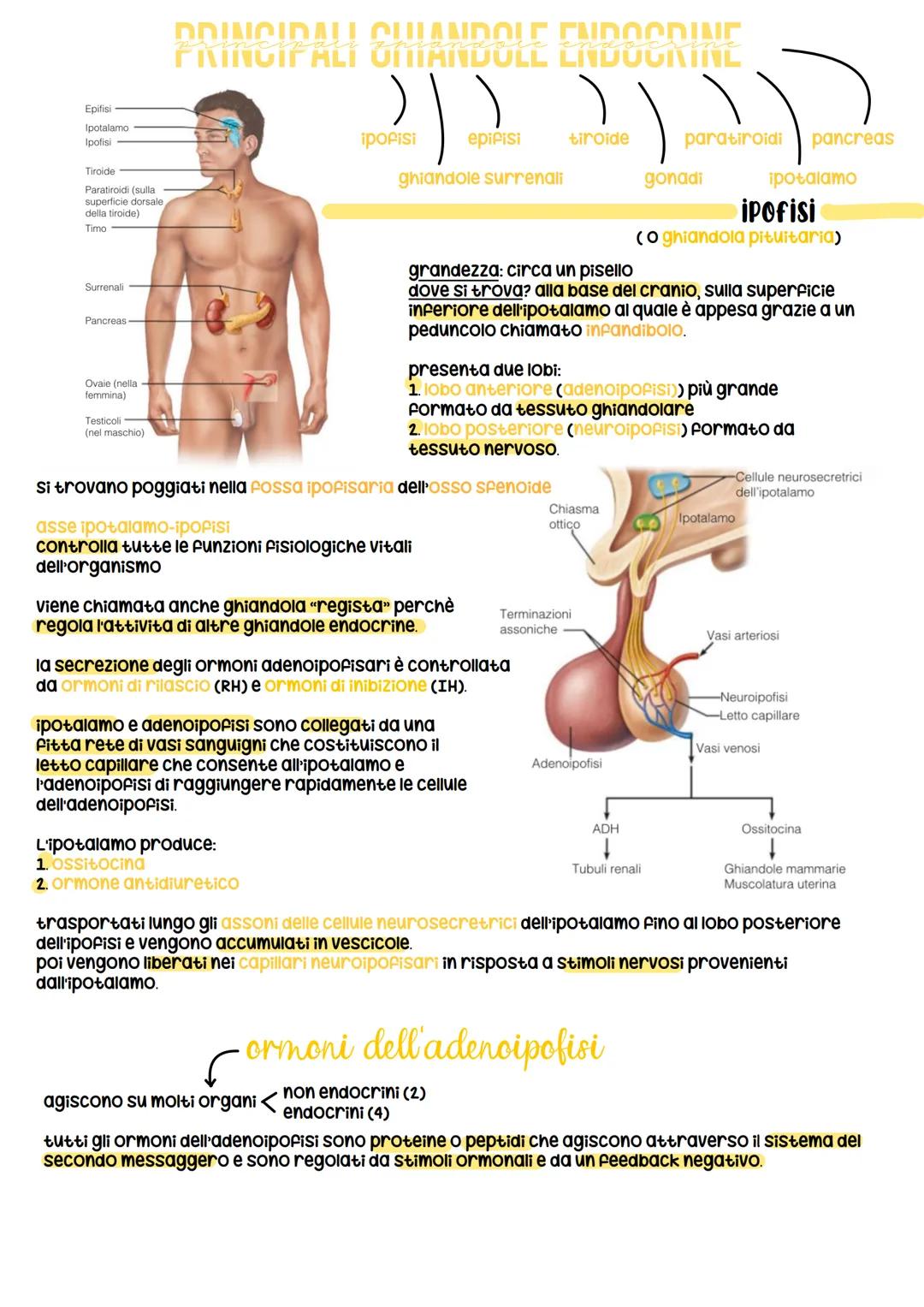 sistema endocrino
funz:
1. è in sinergia con il sistema nervoso
2. coordina e dirtige le attività cellulari
sistema nervoso
rilascia i neuro