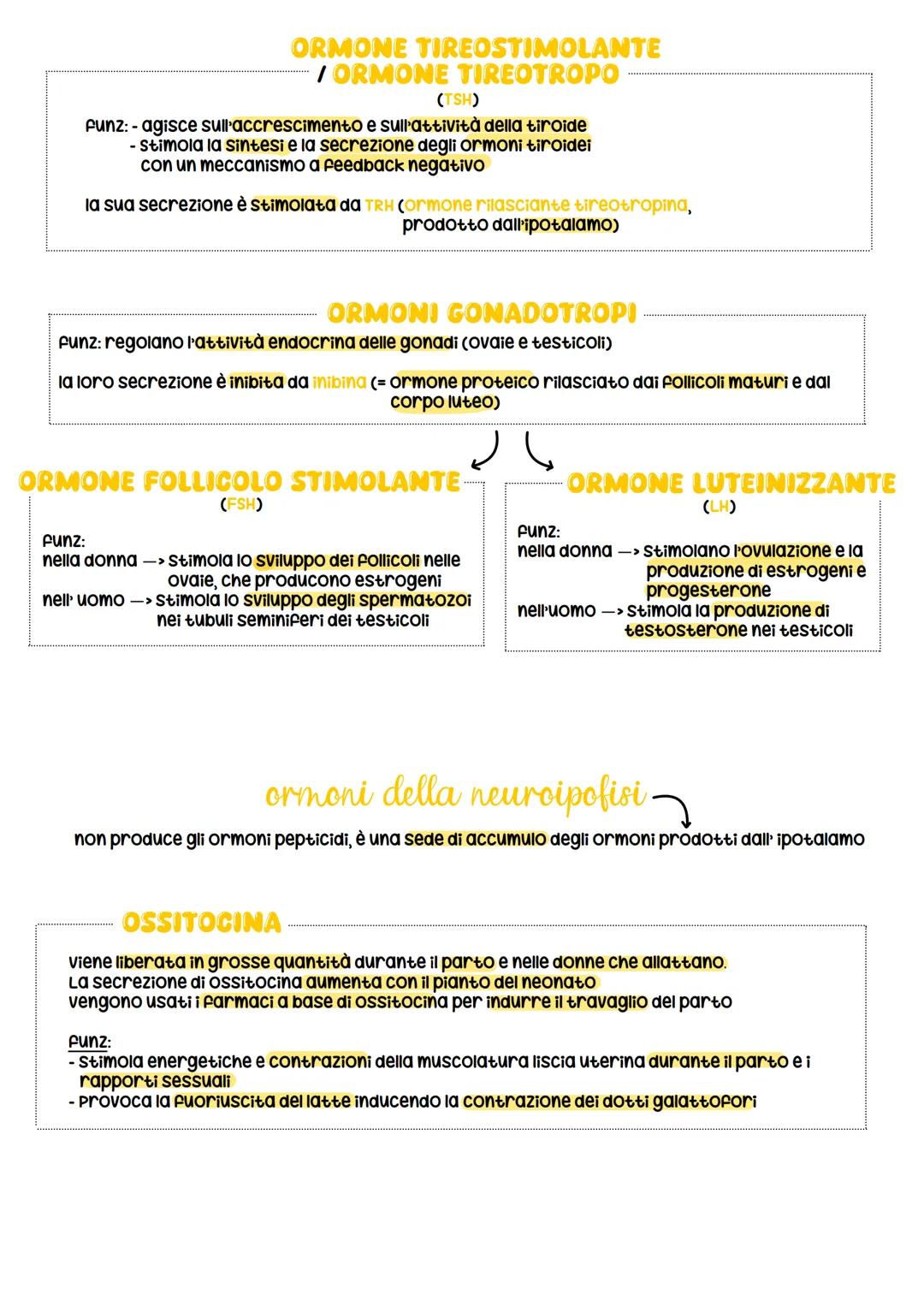 sistema endocrino
funz:
1. è in sinergia con il sistema nervoso
2. coordina e dirtige le attività cellulari
sistema nervoso
rilascia i neuro