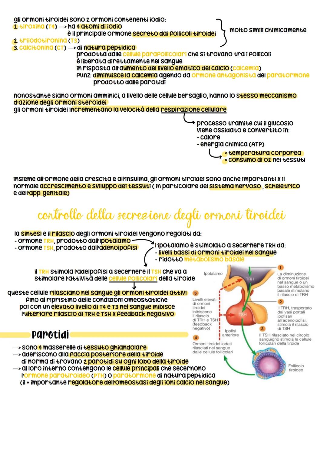 sistema endocrino
funz:
1. è in sinergia con il sistema nervoso
2. coordina e dirtige le attività cellulari
sistema nervoso
rilascia i neuro