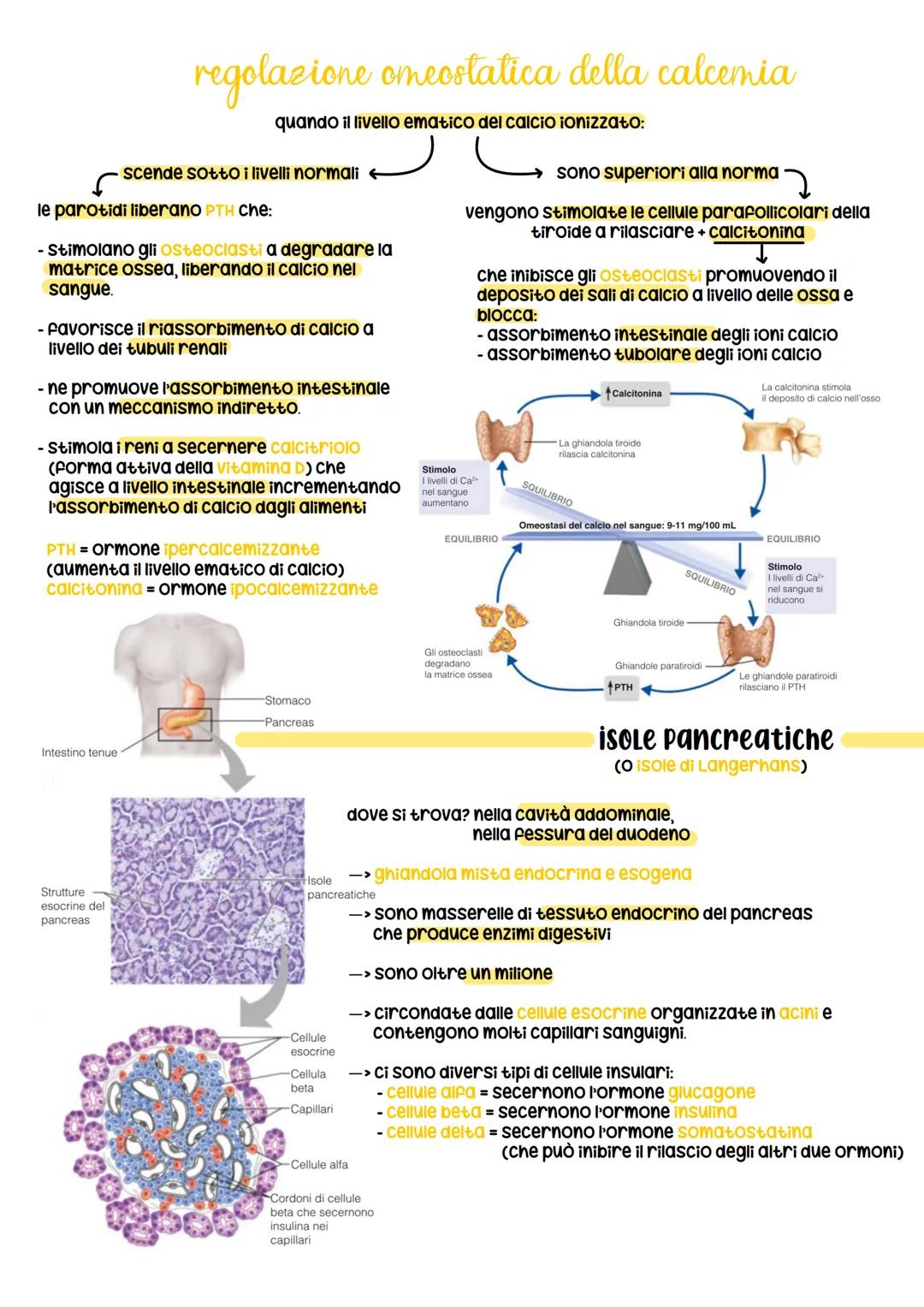 sistema endocrino
funz:
1. è in sinergia con il sistema nervoso
2. coordina e dirtige le attività cellulari
sistema nervoso
rilascia i neuro