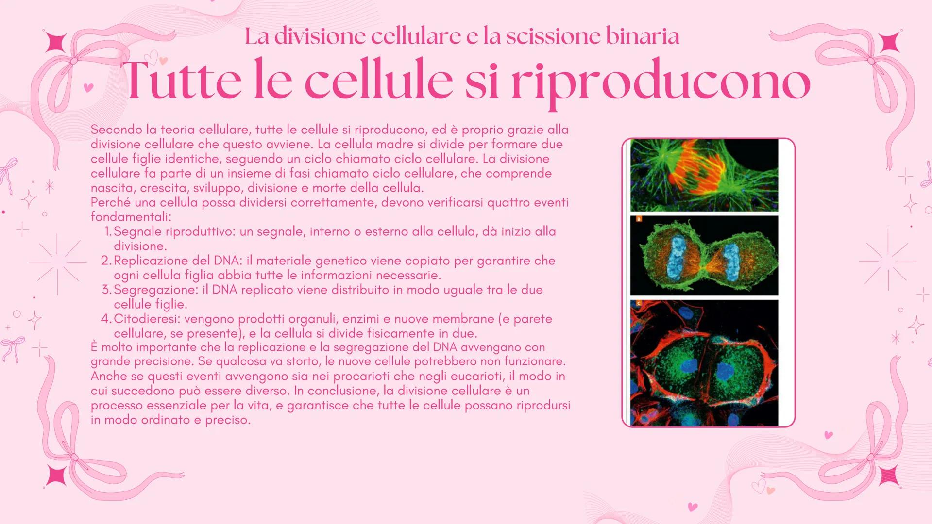 # BIOLOGIA 2
Francesca Lombardo 2ºI La divisione cellulare e la scissione binaria
Tutte le cellule si riproducono
Secondo la teoria cellu