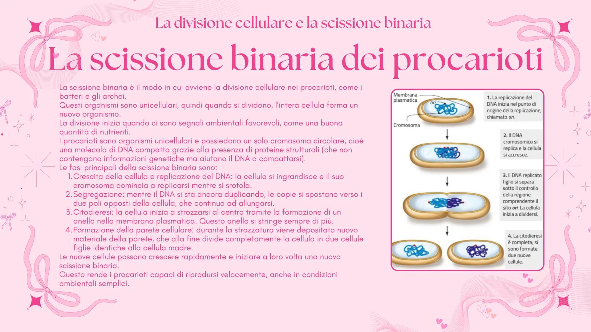 # BIOLOGIA 2
Francesca Lombardo 2ºI La divisione cellulare e la scissione binaria
Tutte le cellule si riproducono
Secondo la teoria cellu
