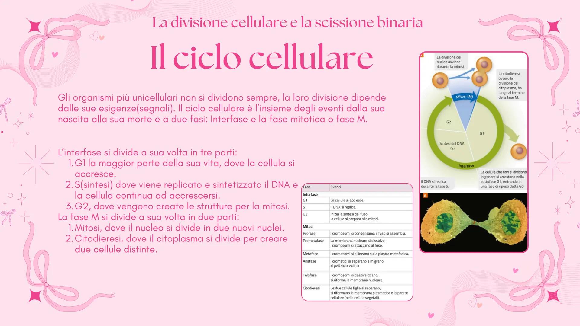# BIOLOGIA 2
Francesca Lombardo 2ºI La divisione cellulare e la scissione binaria
Tutte le cellule si riproducono
Secondo la teoria cellu