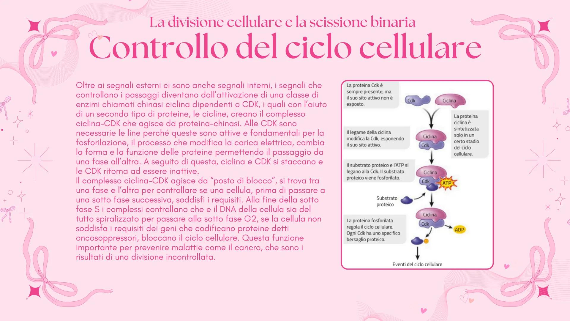# BIOLOGIA 2
Francesca Lombardo 2ºI La divisione cellulare e la scissione binaria
Tutte le cellule si riproducono
Secondo la teoria cellu