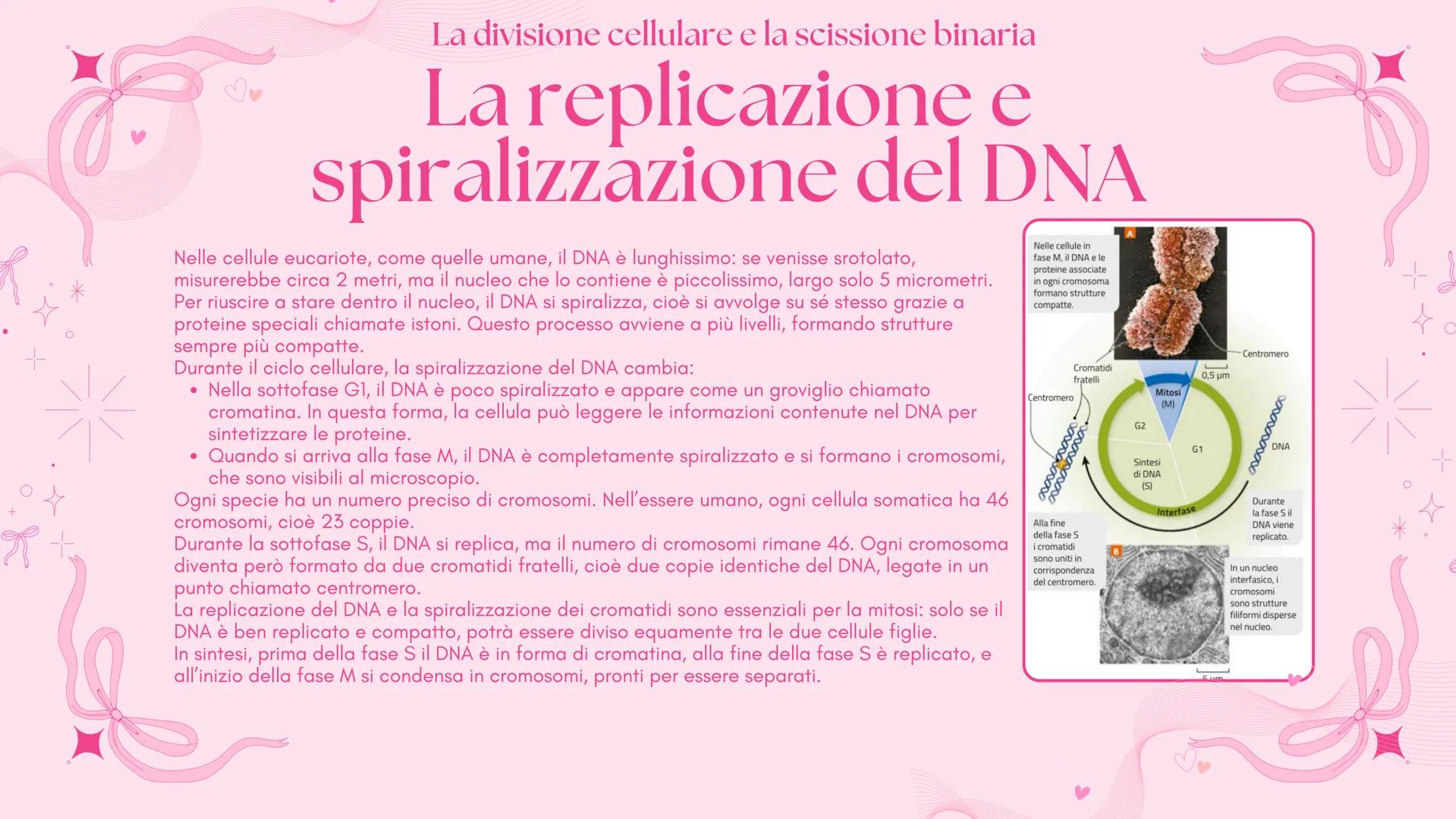 # BIOLOGIA 2
Francesca Lombardo 2ºI La divisione cellulare e la scissione binaria
Tutte le cellule si riproducono
Secondo la teoria cellu