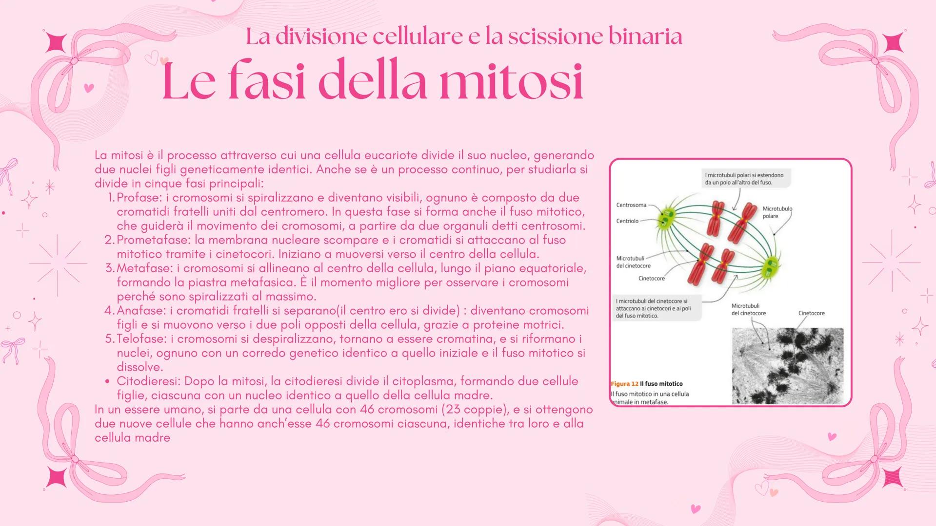 # BIOLOGIA 2
Francesca Lombardo 2ºI La divisione cellulare e la scissione binaria
Tutte le cellule si riproducono
Secondo la teoria cellu