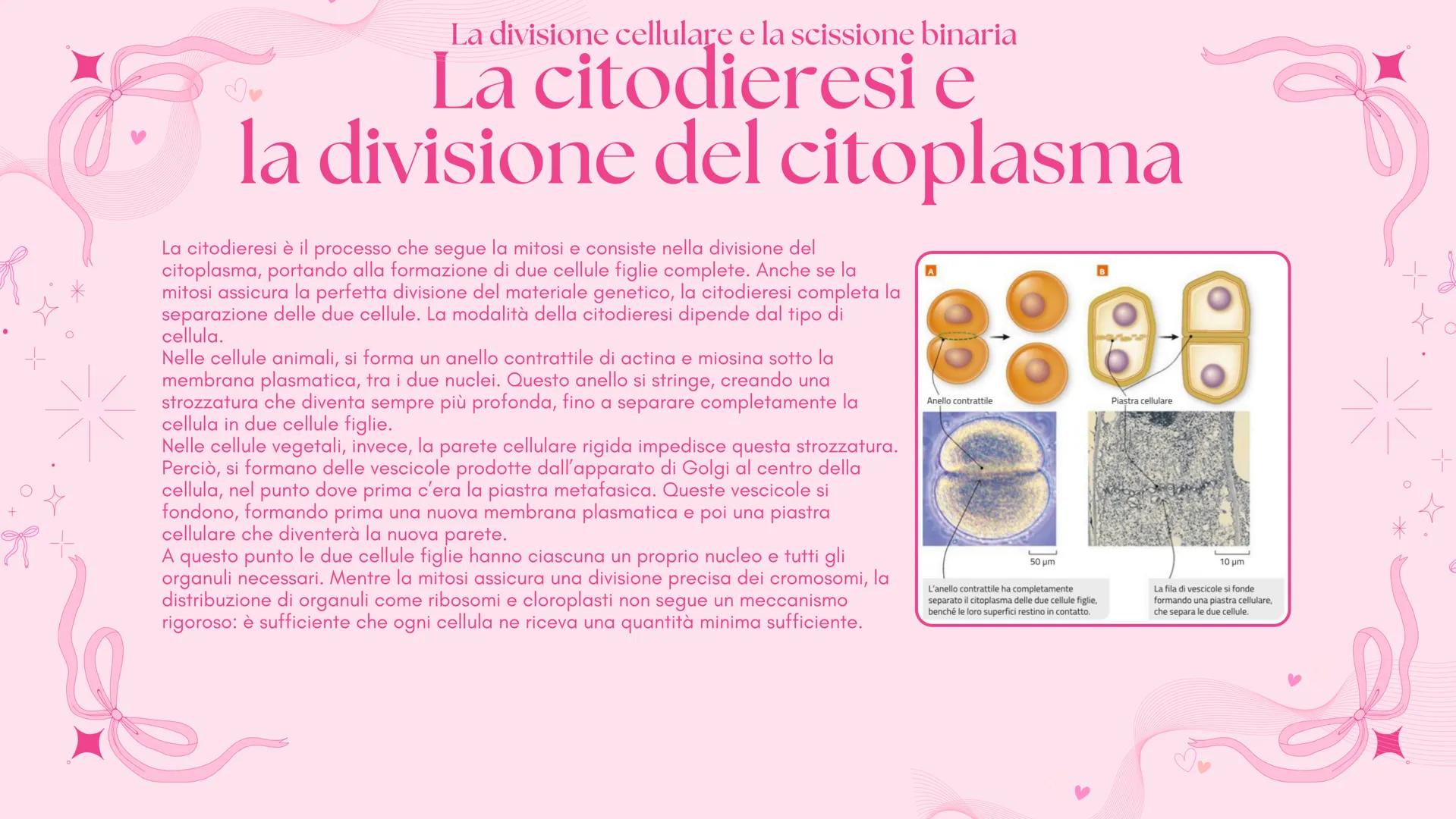 # BIOLOGIA 2
Francesca Lombardo 2ºI La divisione cellulare e la scissione binaria
Tutte le cellule si riproducono
Secondo la teoria cellu