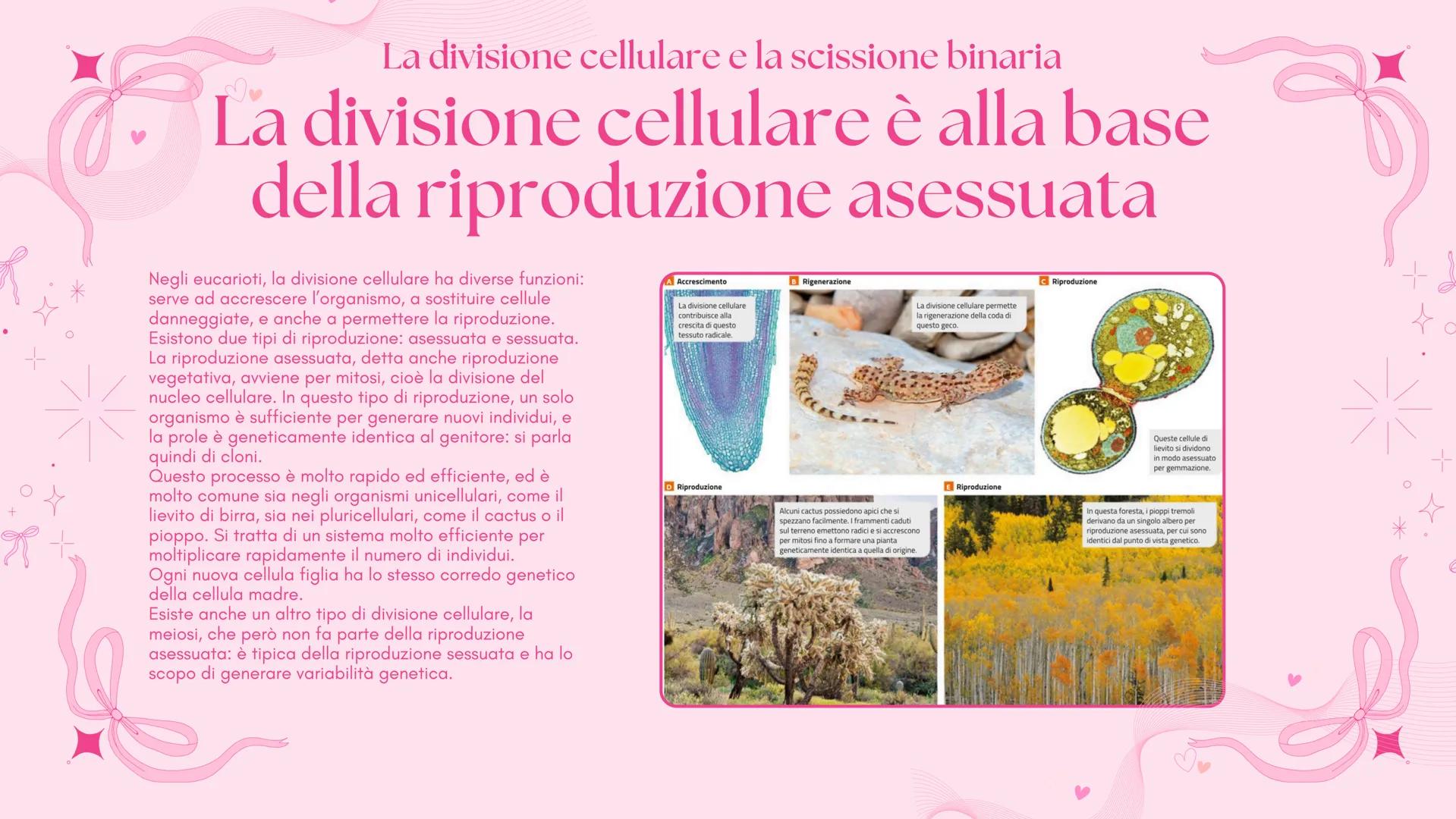 # BIOLOGIA 2
Francesca Lombardo 2ºI La divisione cellulare e la scissione binaria
Tutte le cellule si riproducono
Secondo la teoria cellu