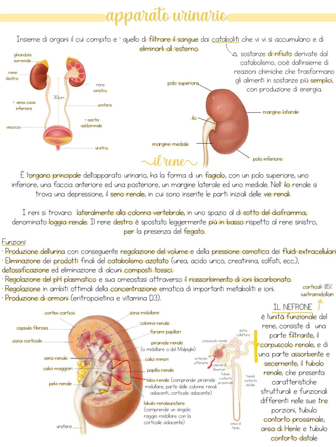 # apparato urinario
Insieme di organi il cui compito e' quello di filtrare il sangue dai cataboliti che vi si accumulano e di eliminarli al