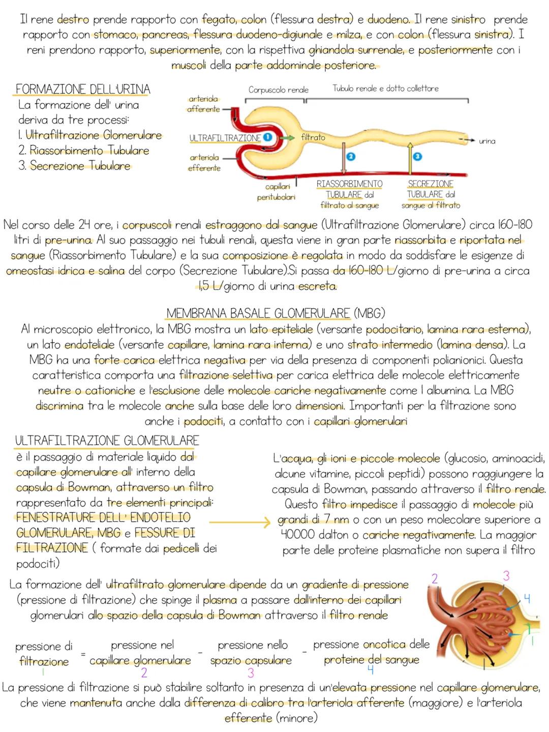 # apparato urinario
Insieme di organi il cui compito e' quello di filtrare il sangue dai cataboliti che vi si accumulano e di eliminarli al