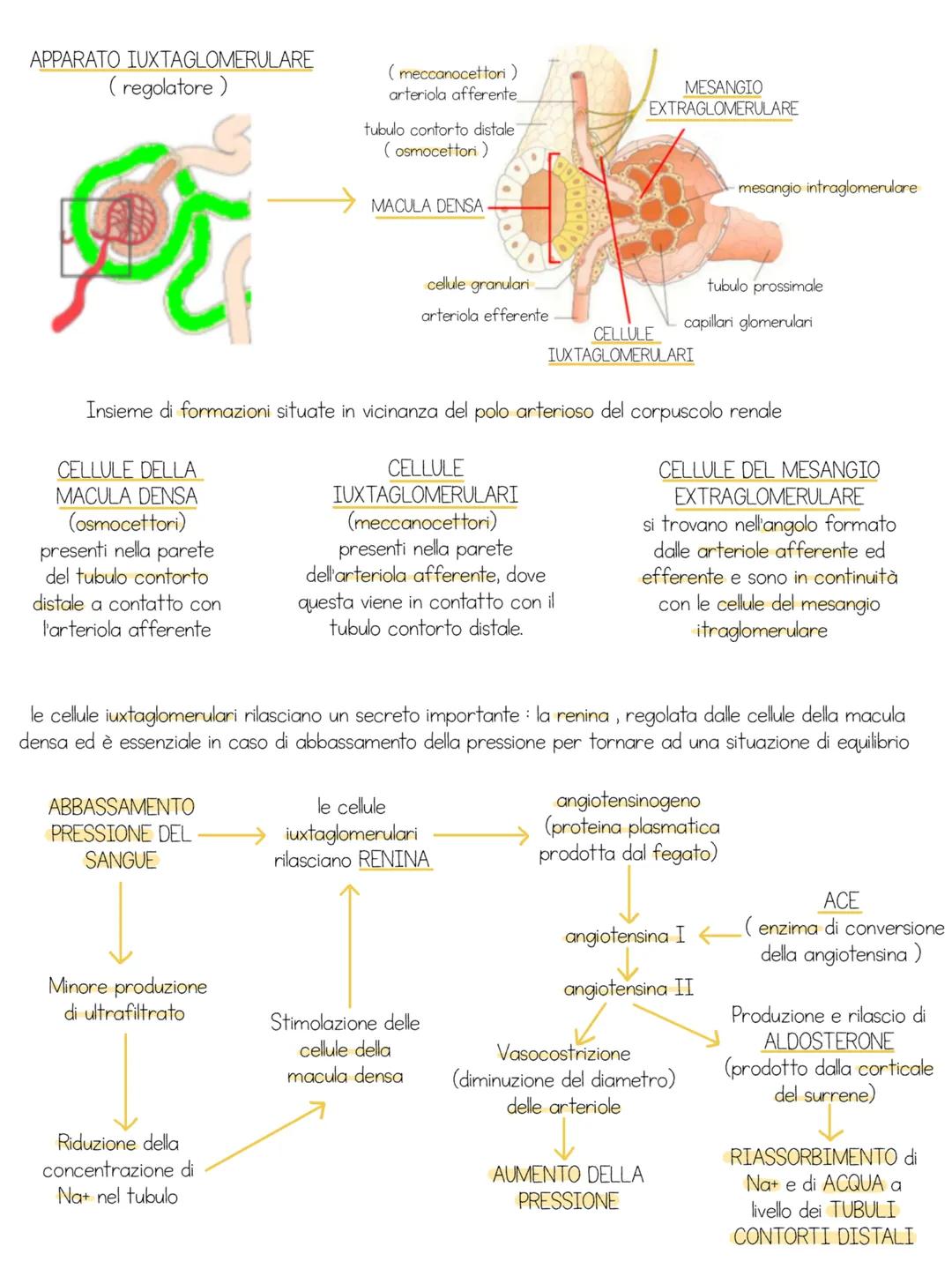 # apparato urinario
Insieme di organi il cui compito e' quello di filtrare il sangue dai cataboliti che vi si accumulano e di eliminarli al