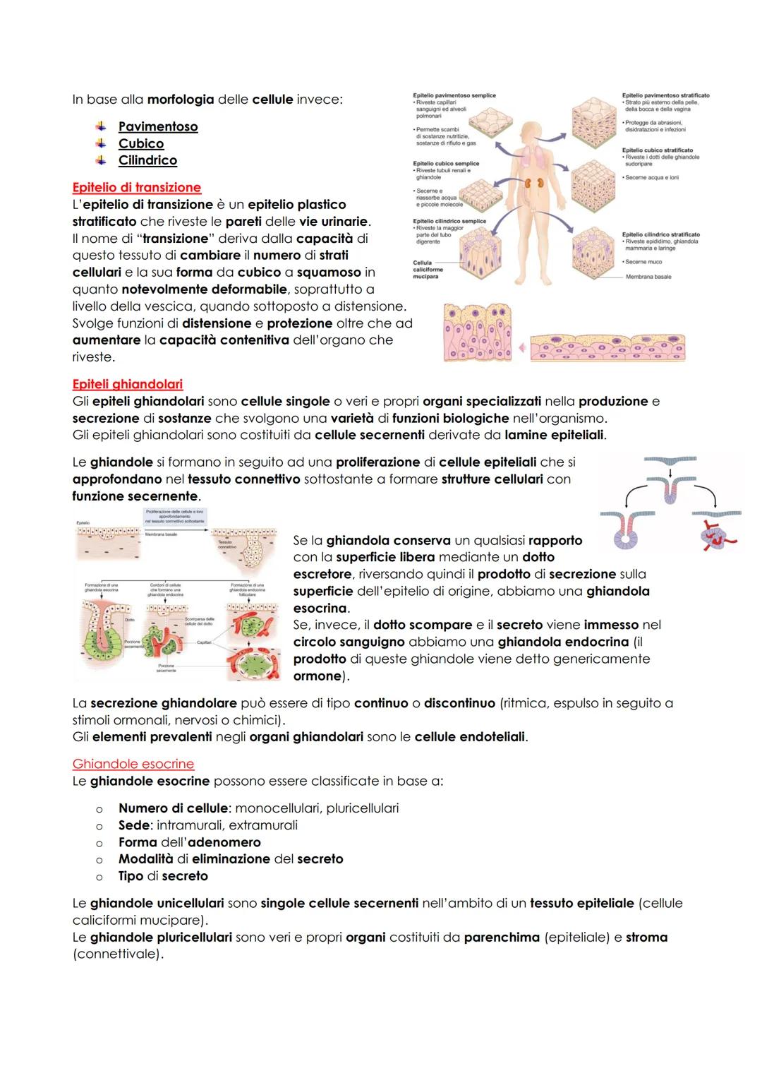 # ANATOMIA UMANA
## INTRODUZIONE
L'anatomia studia la morfologia (la struttura macro e microscopica) del corpo umano e delle sue parti e i