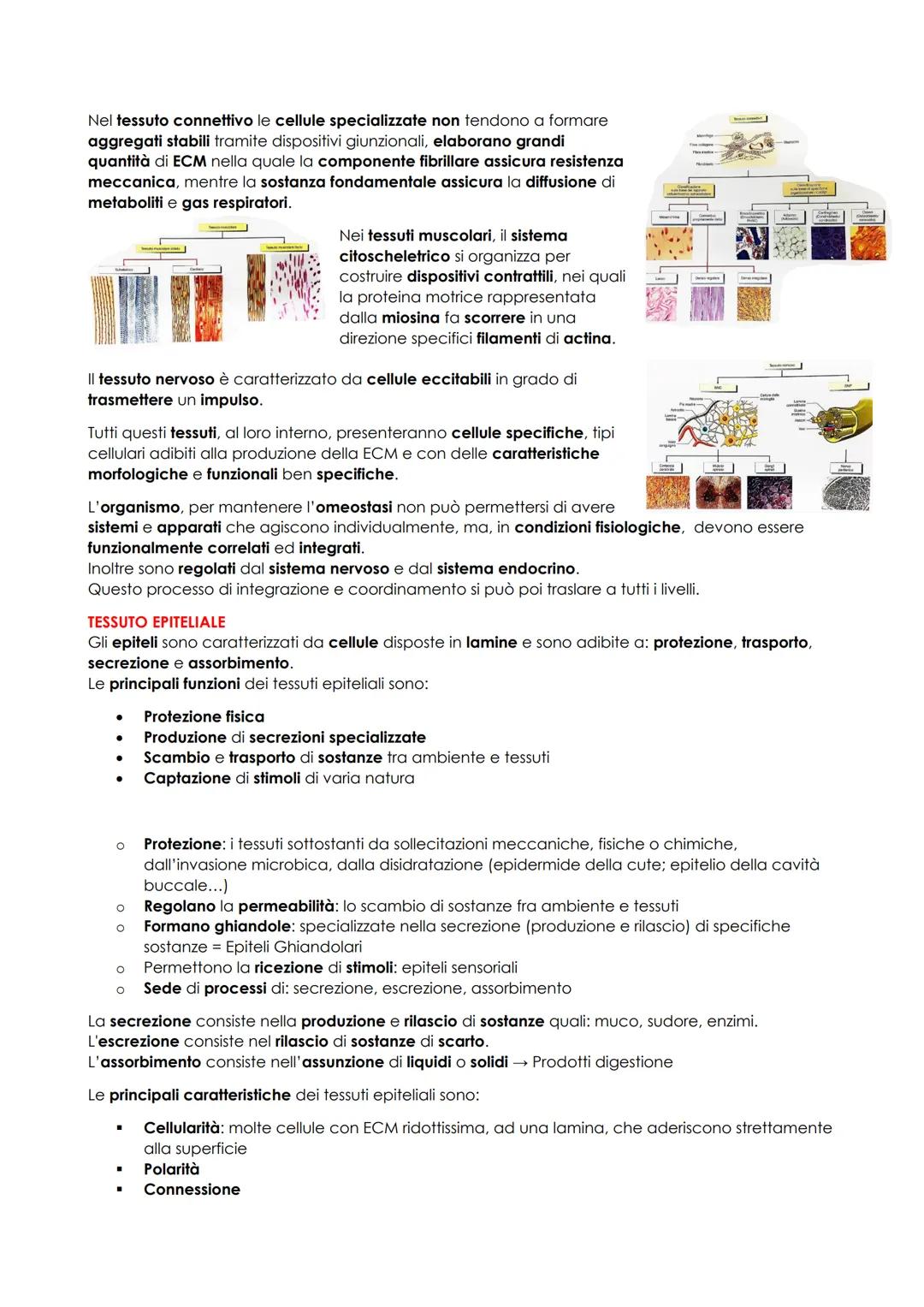 # ANATOMIA UMANA
## INTRODUZIONE
L'anatomia studia la morfologia (la struttura macro e microscopica) del corpo umano e delle sue parti e i