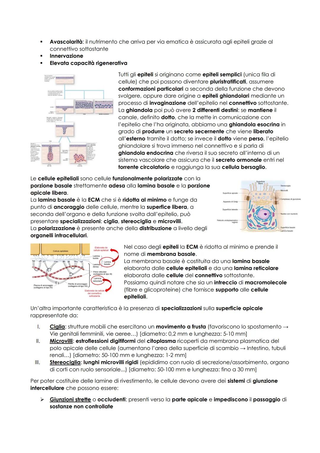 # ANATOMIA UMANA
## INTRODUZIONE
L'anatomia studia la morfologia (la struttura macro e microscopica) del corpo umano e delle sue parti e i