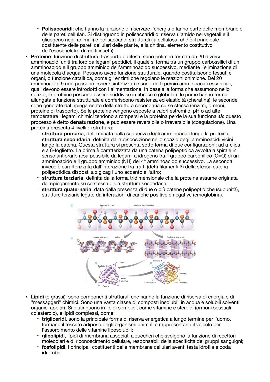 BIOLOGIA CAPITOLO 1: BIOLOGIA CELLULARE
1.1
Introduzione alla biologia
La biologia è la scienza che studia gli esseri viventi, la loro strut