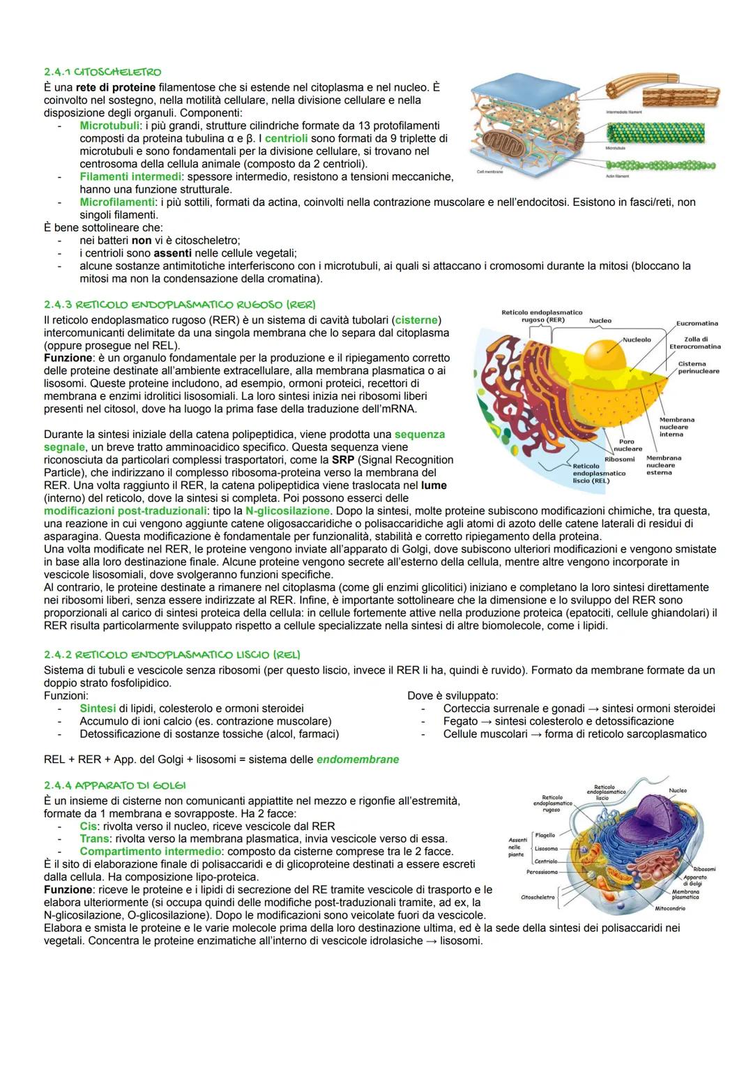 Biologia
1. Biomolecole
E. GRUPPI FUNZIONALI
I composti organici si possono suddividere in classi che si differenziano per uno o più gruppi