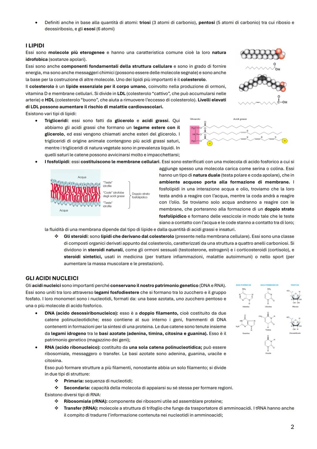 BIOLOGIA CELLULARE
TAVOLA PERIODICA
La materia vivente al 99% è formata dall'idrogeno, dal carbonio, dall'azoto, e
dall'ossigeno. Mentre per
