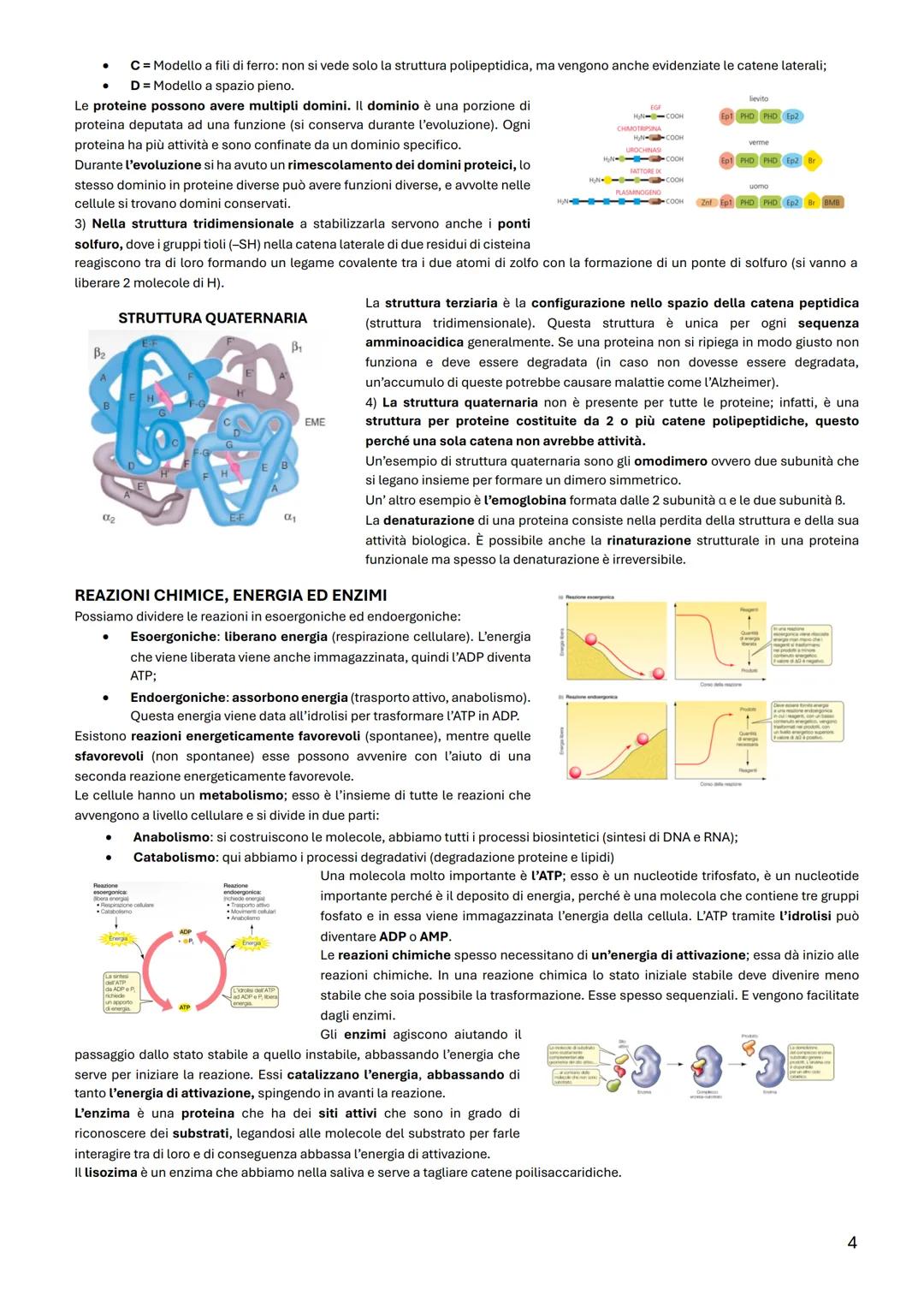 BIOLOGIA CELLULARE
TAVOLA PERIODICA
La materia vivente al 99% è formata dall'idrogeno, dal carbonio, dall'azoto, e
dall'ossigeno. Mentre per