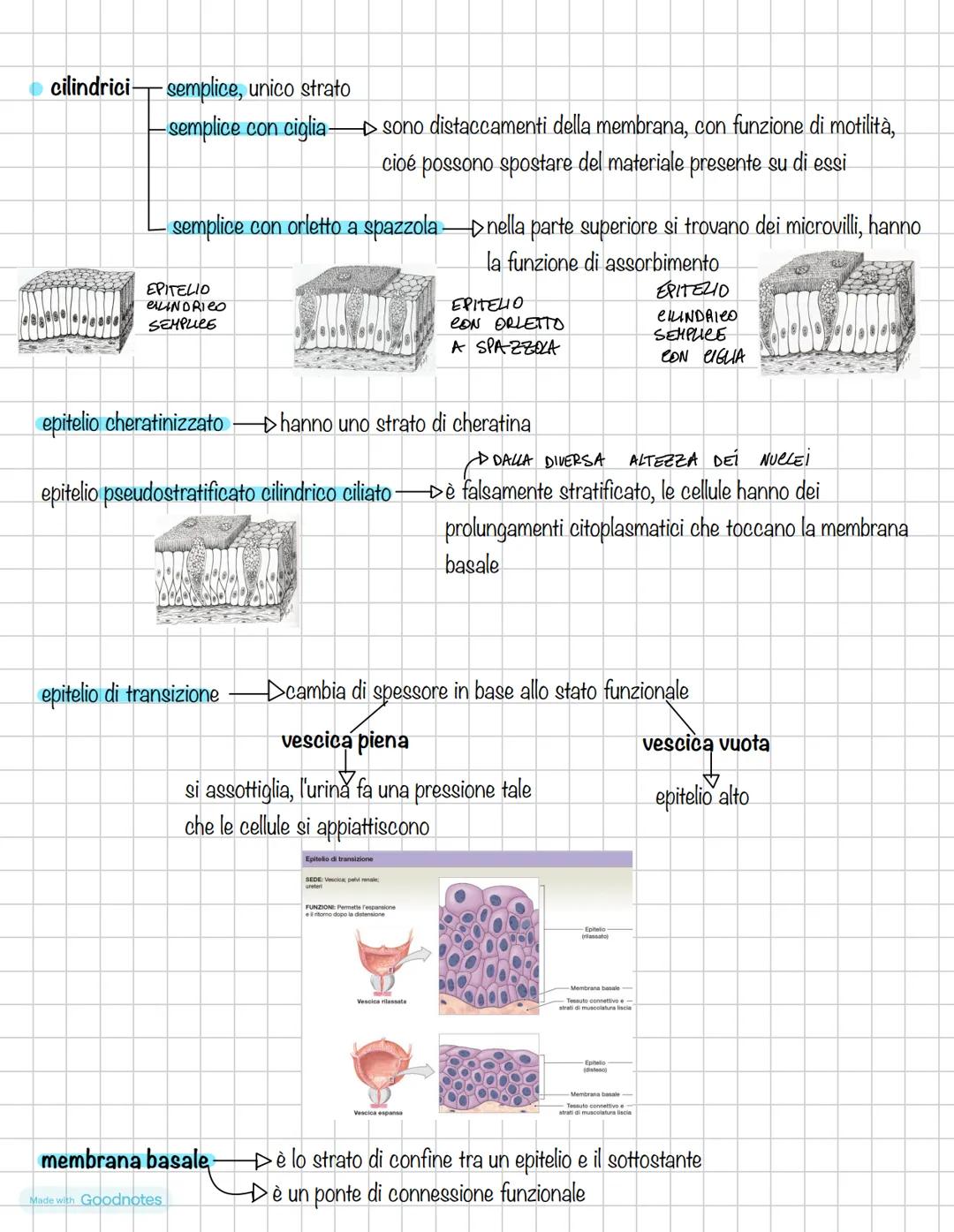 ANATOMÍA # ΑΝΑΤΟΜΙΑ
APPUNTI
ANATOMIA DAL GRECO ανατέμνω, εΙοέ ΤΑGCIO, DISSEZIONO
14/10/2024
generale, cellula e tessuti
sistematica
Ci