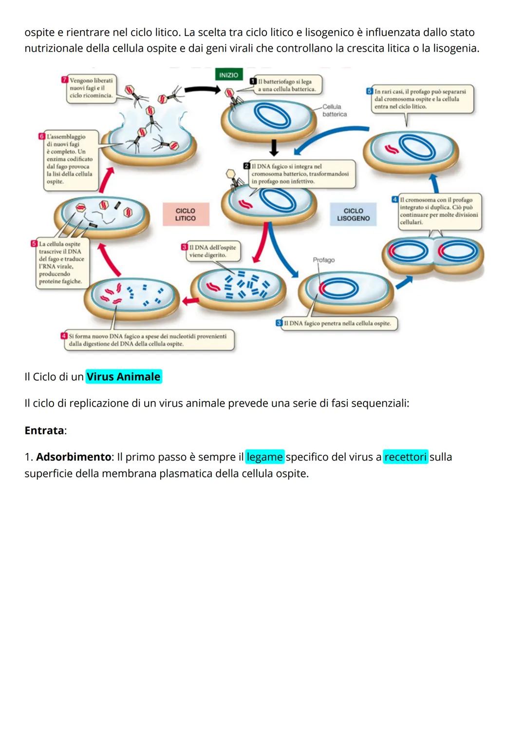 # I virus: sono entità infettive che contengono acido nucleico (DNA o RNA, ma mai entrambi), il
quale costituisce il loro genoma. Si replica