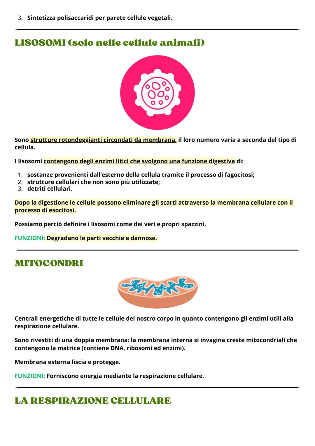 # LA CELLULA
La cellula è una piccolissima unità biologica di cui sono dotati tutti gli organismi viventi animali e
vegetali. Il suo diamet