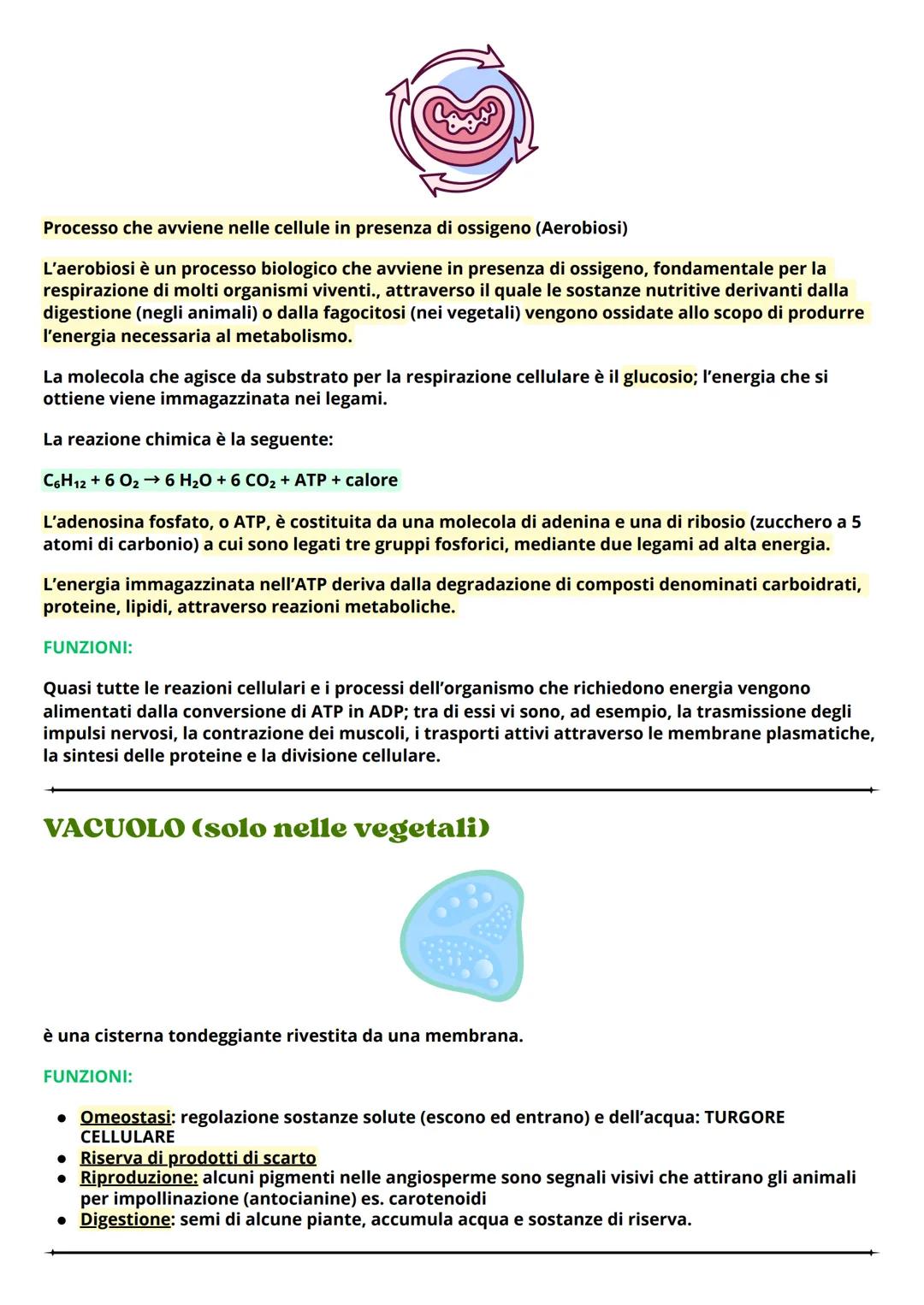 # LA CELLULA
La cellula è una piccolissima unità biologica di cui sono dotati tutti gli organismi viventi animali e
vegetali. Il suo diamet